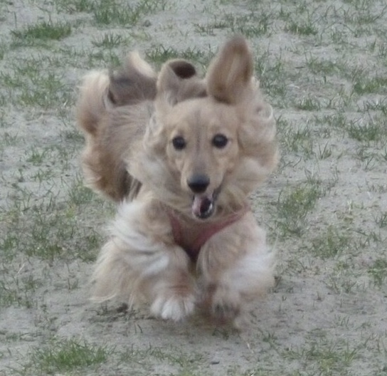 まめまるちゃん　♀