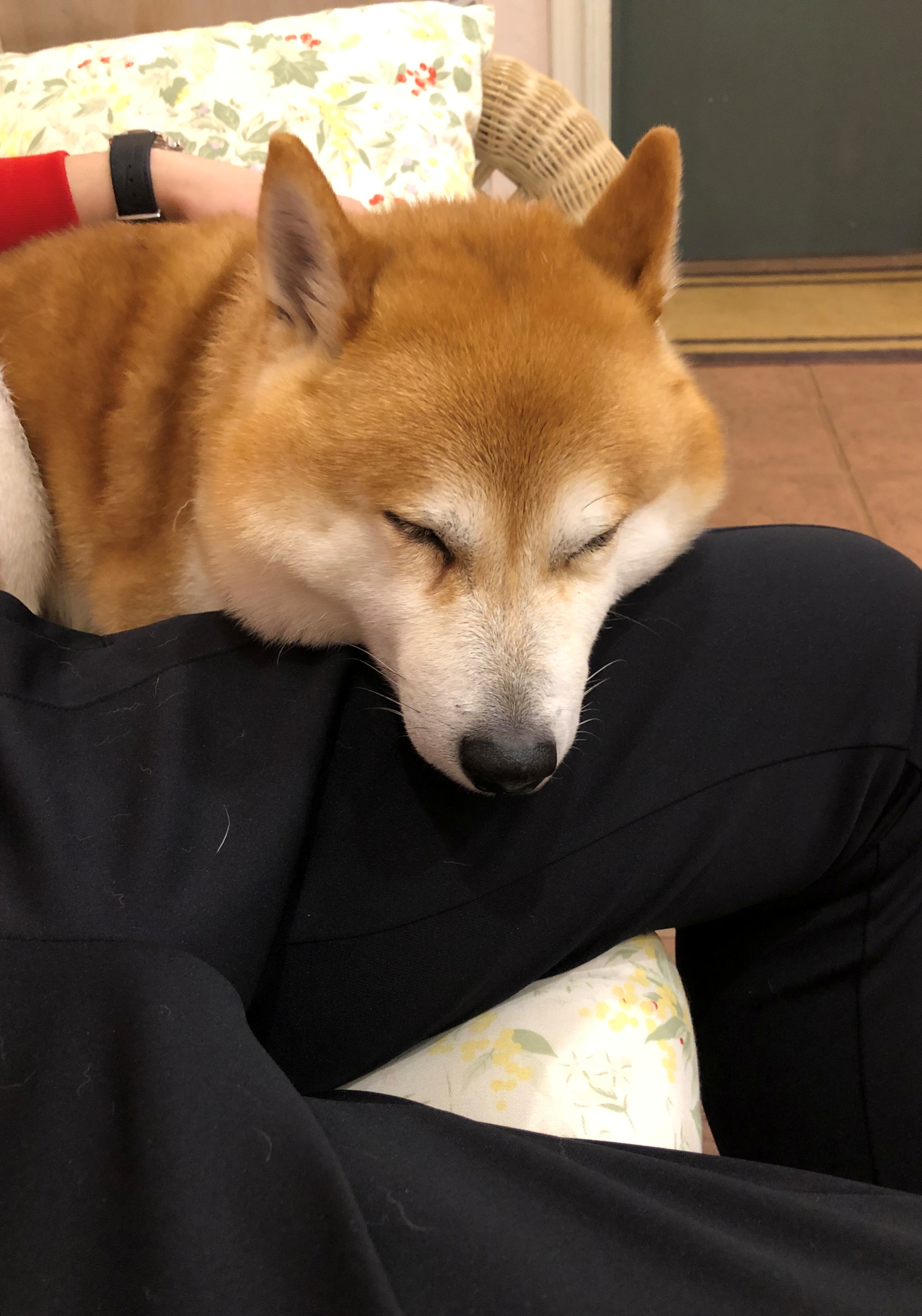 サスケくん　♂