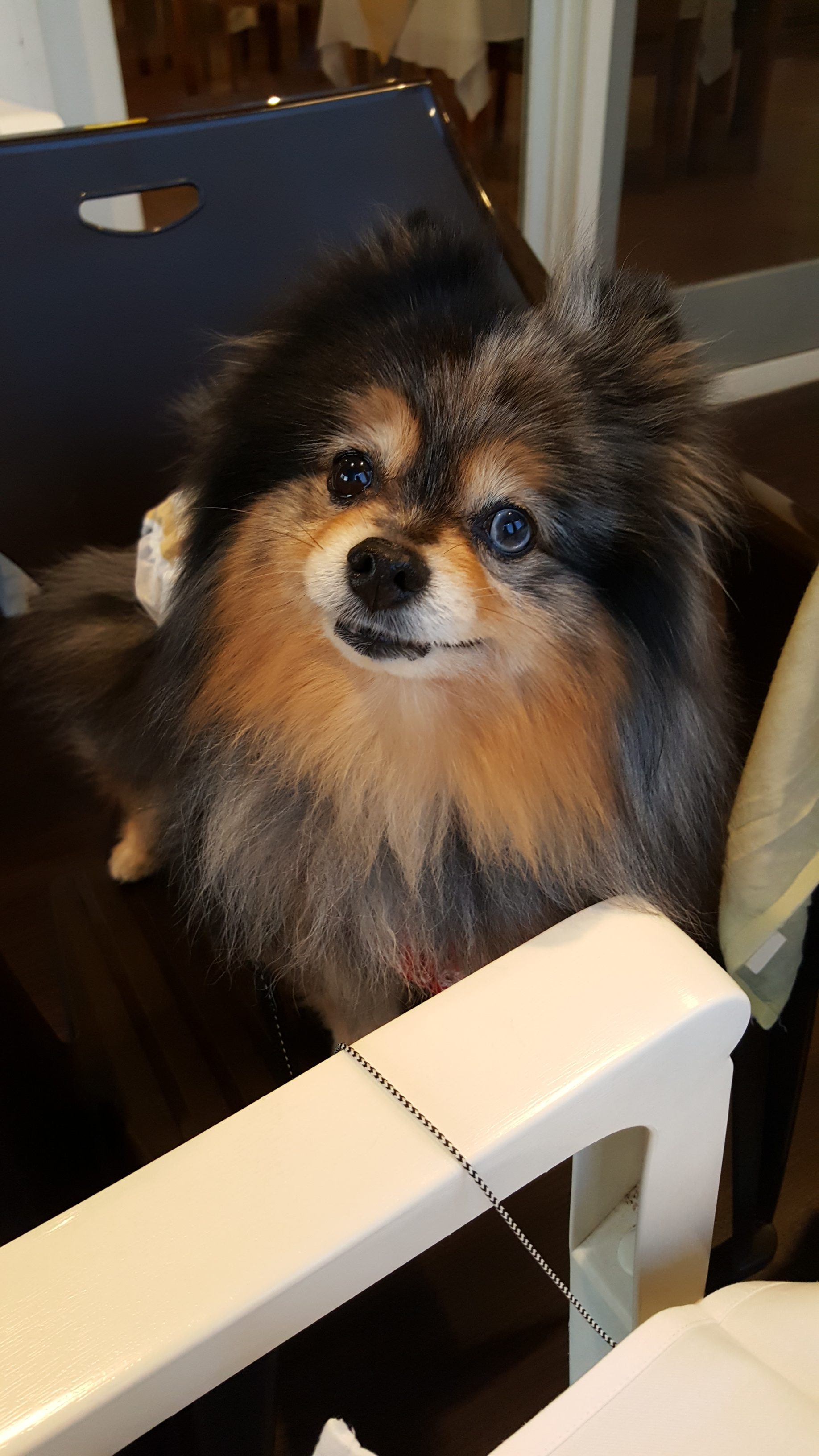 ももちゃん　♀