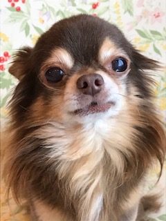 ロミオくん　♂