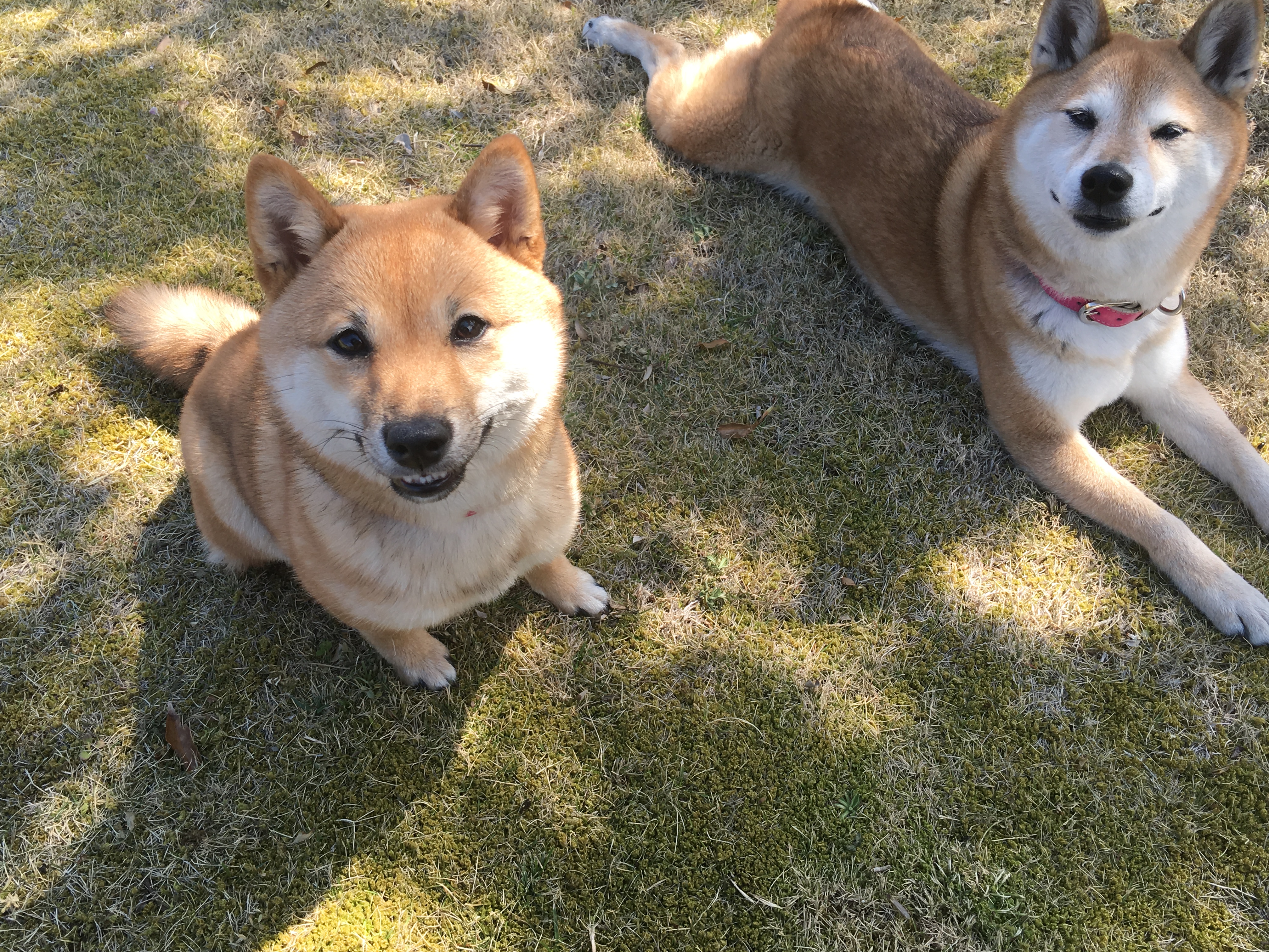 ラテちゃん　♀　＆　モカちゃん　♀