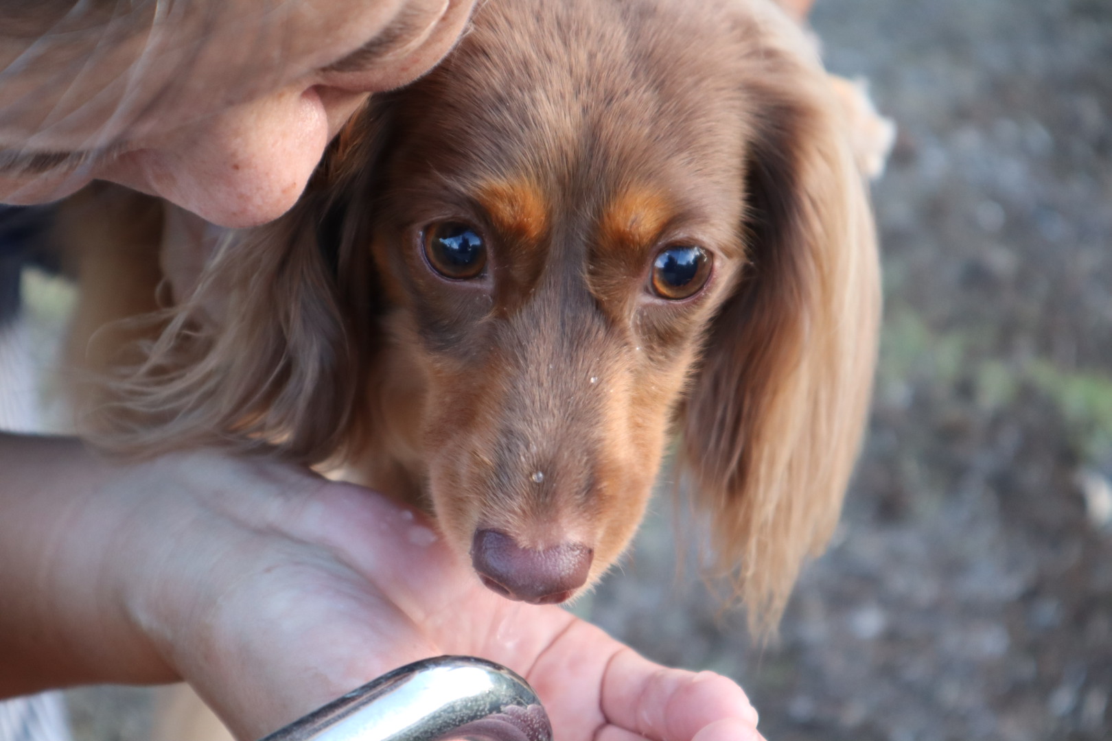 あんずちゃん ♀ あんずちゃん ♀