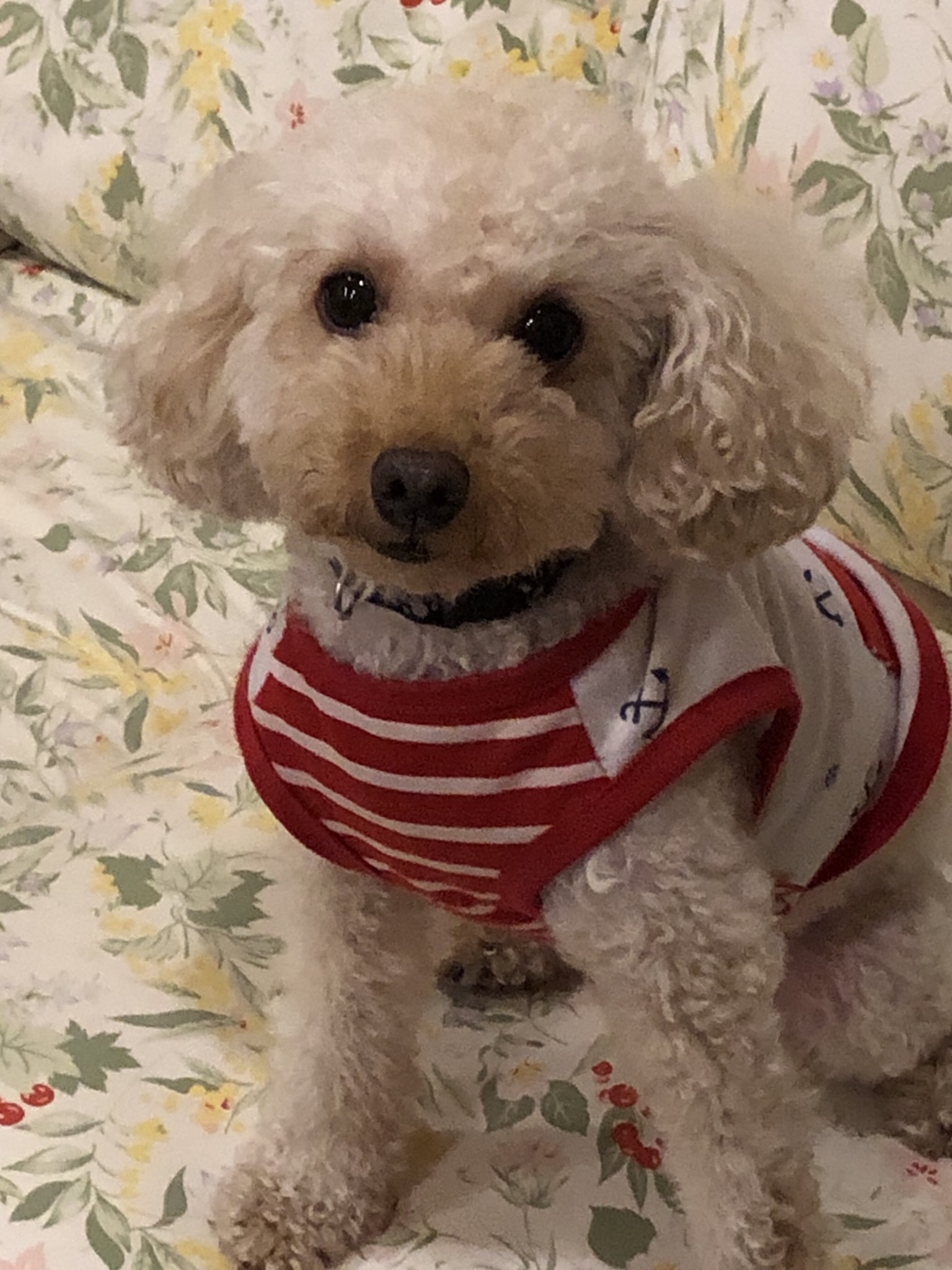 こむぎちゃん ♀ こむぎちゃん ♀