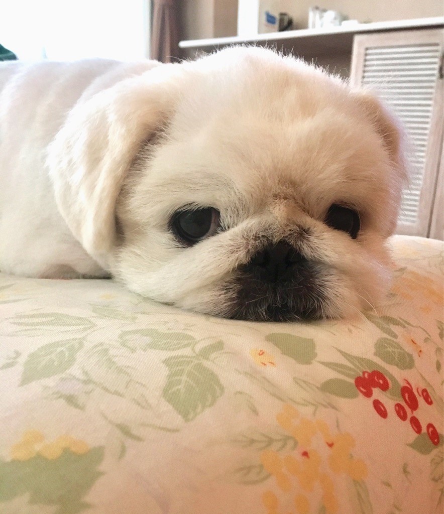 ブランくん　♂