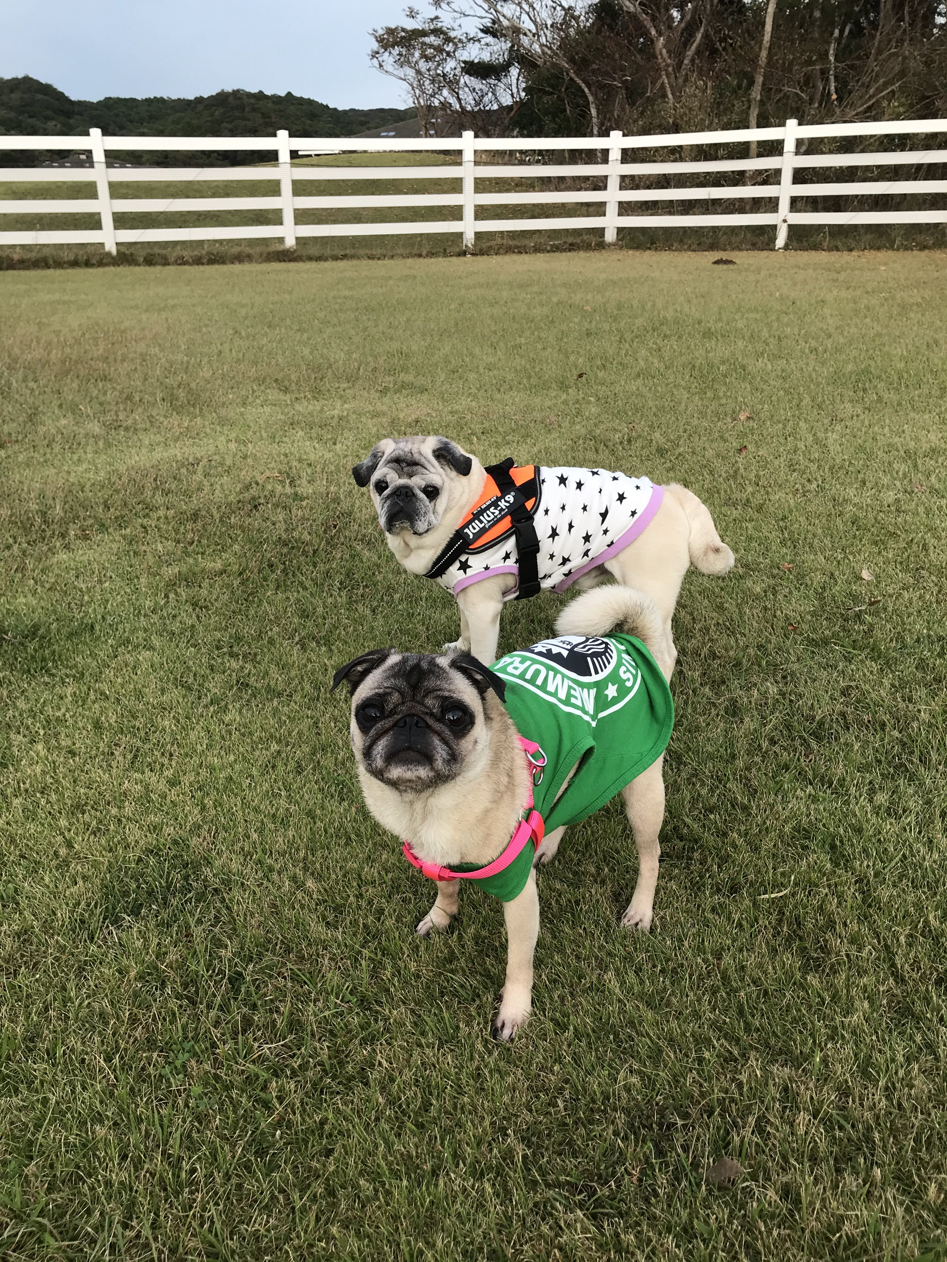 ブンタくん　♂　＆　ウメちゃん　♀