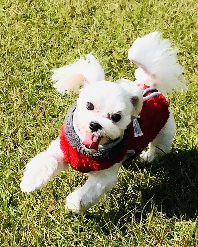 ミニーちゃん　♀