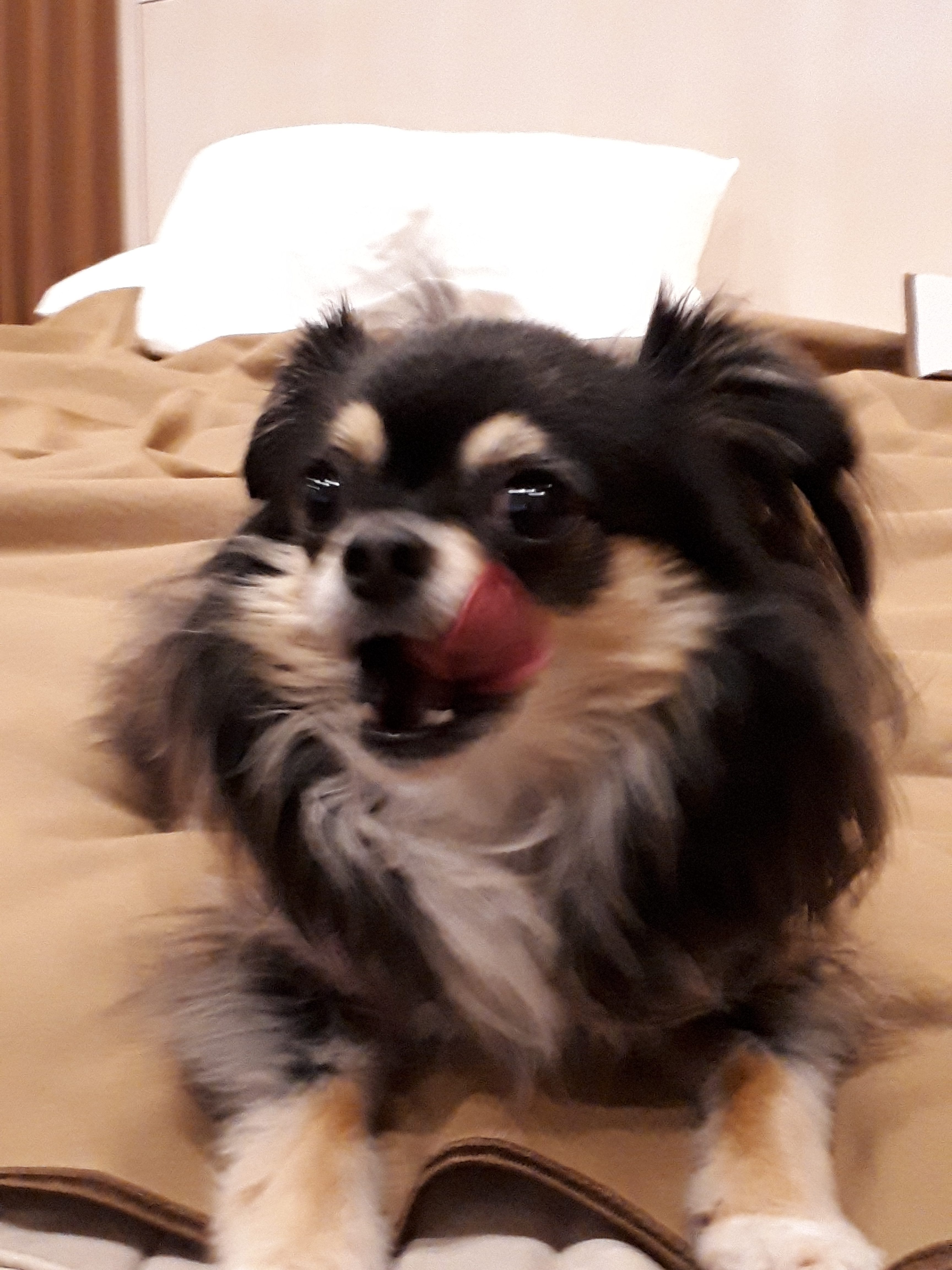 クロチーちゃん　♀