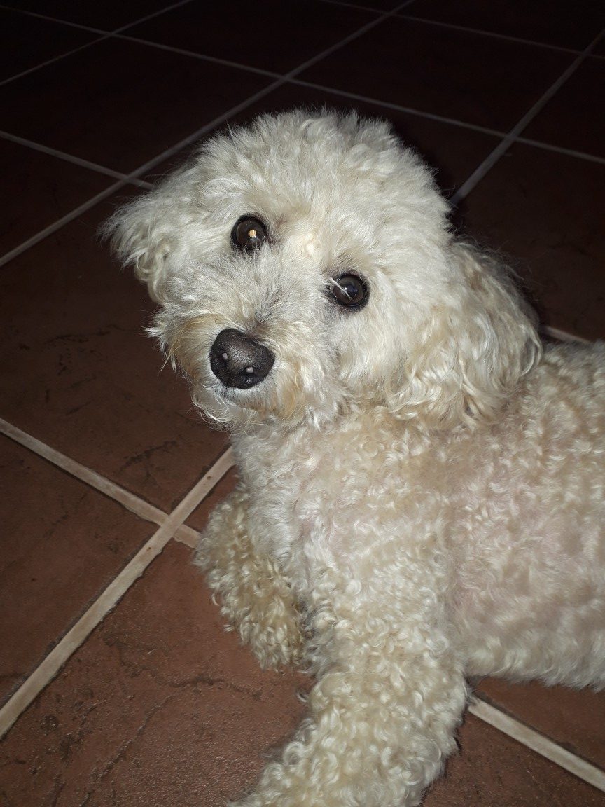 ムックくん　♂