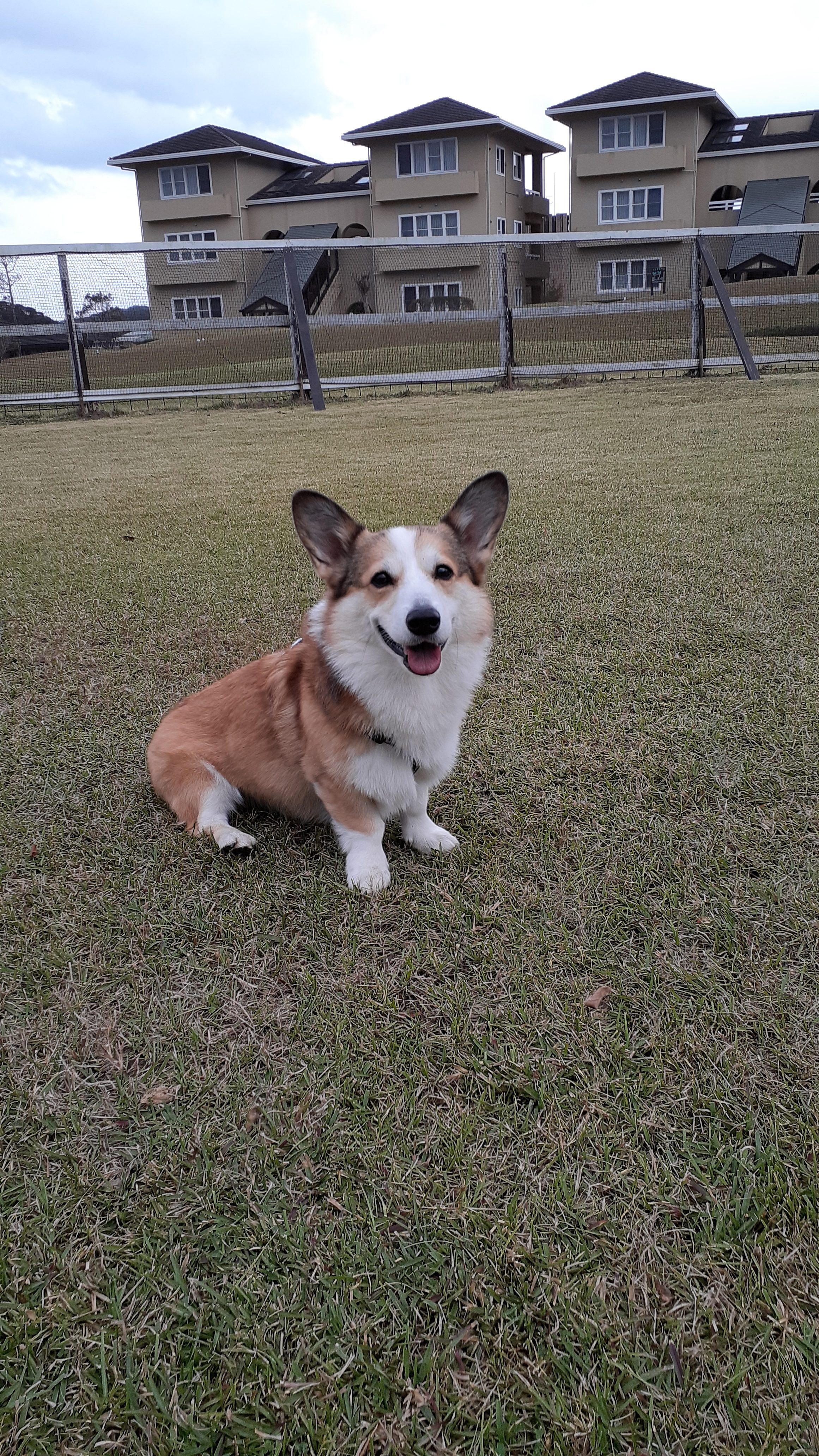 クーパーくん　♂