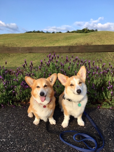 ジャックくん♂ & ルークくん♂ ジャックくん♂ & ルークくん♂