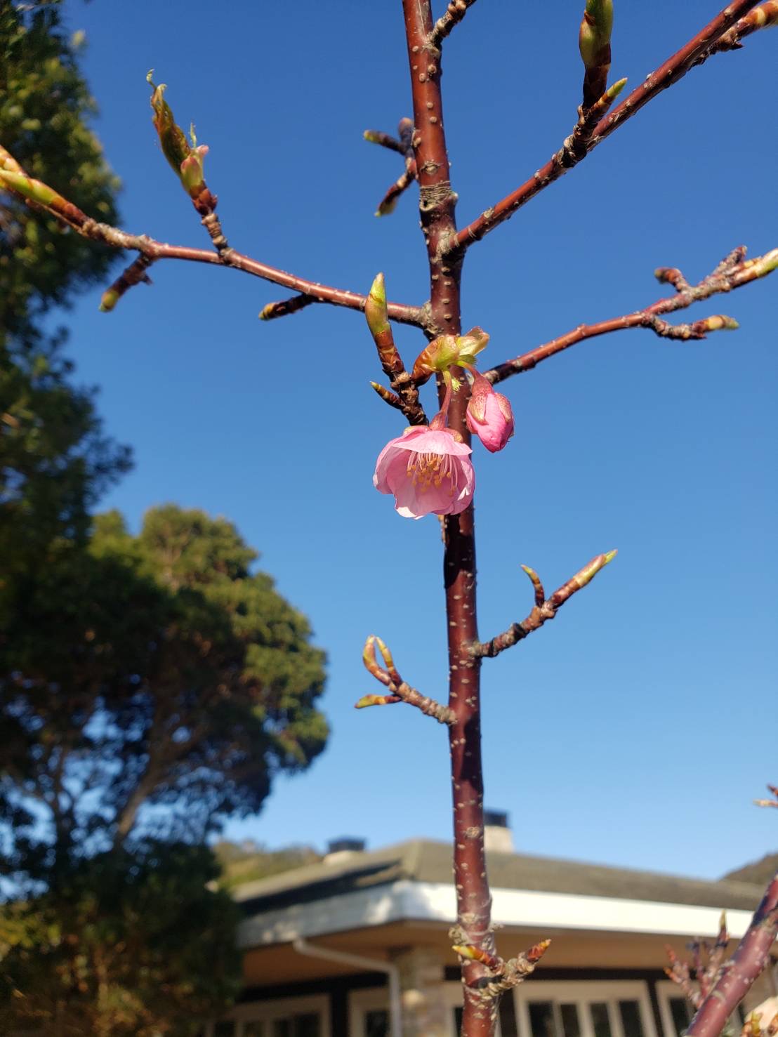 ～　季節外れの桜　～