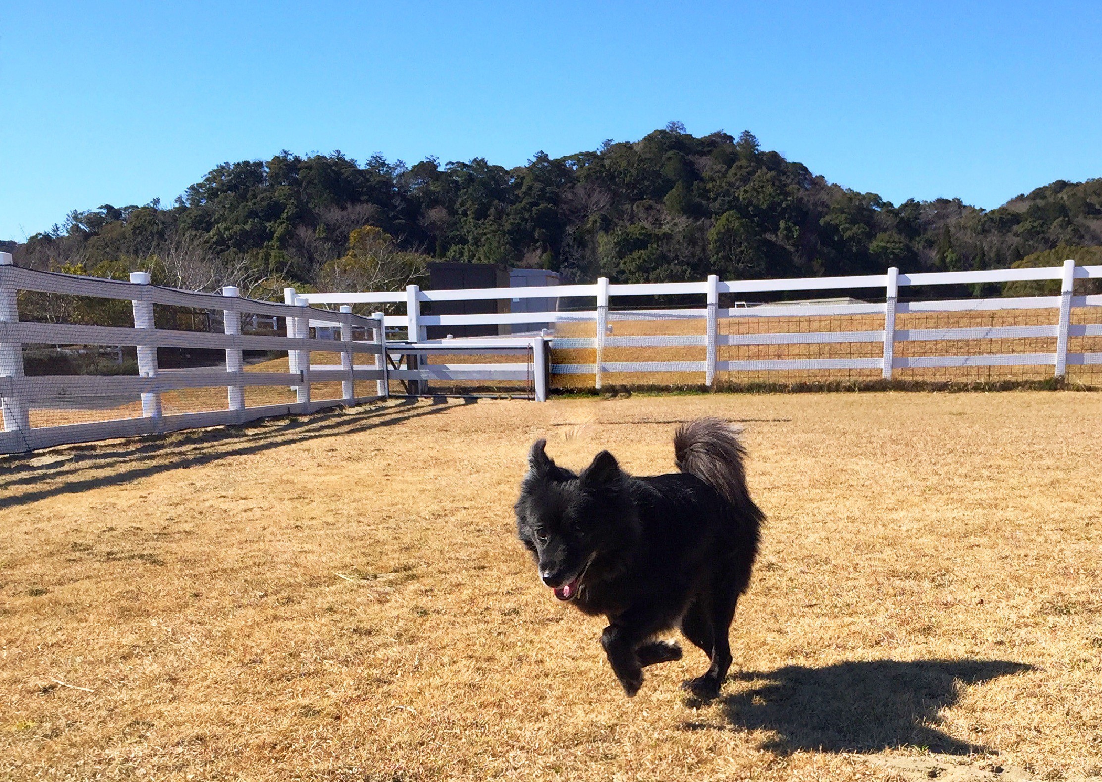 しーたちゃん　♀