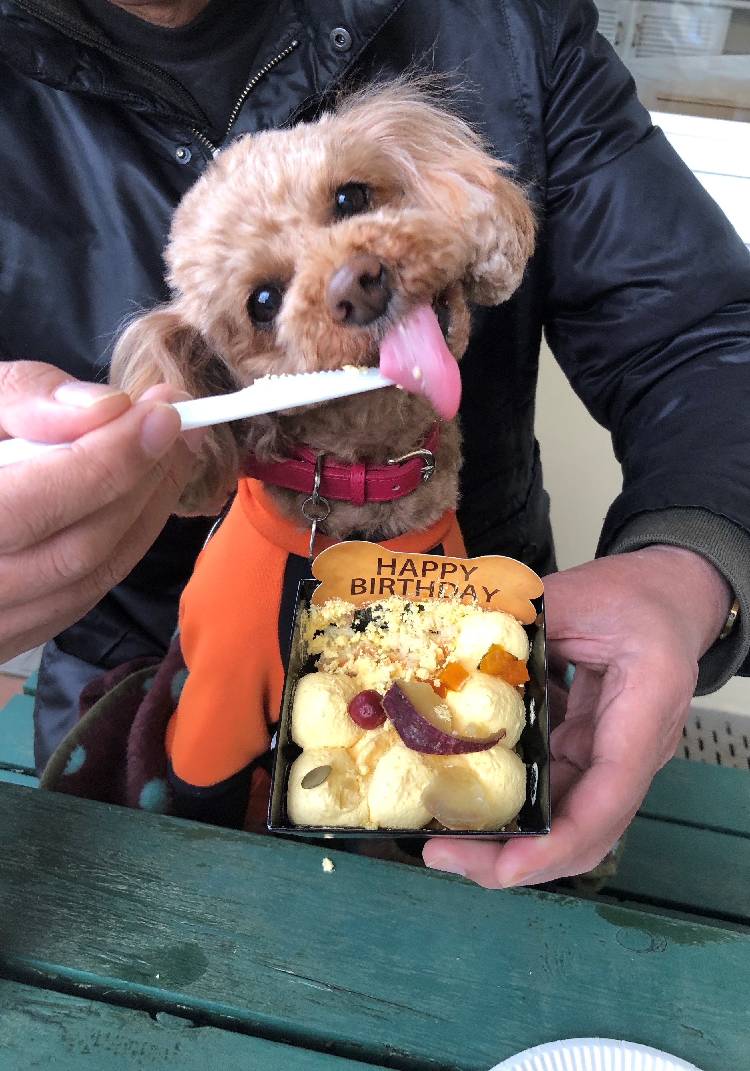 ケイトちゃん　♀