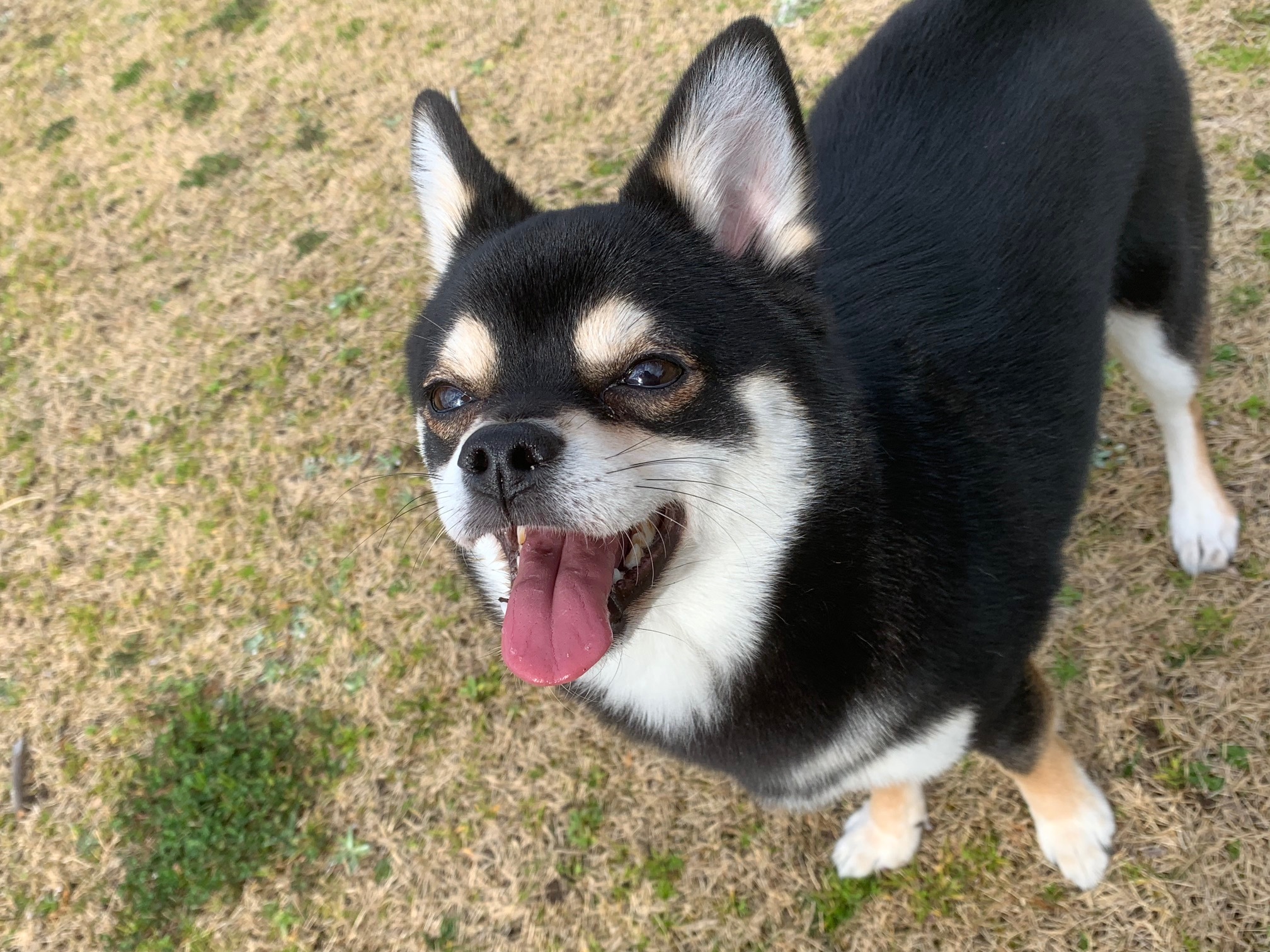 豆太郎くん　♂