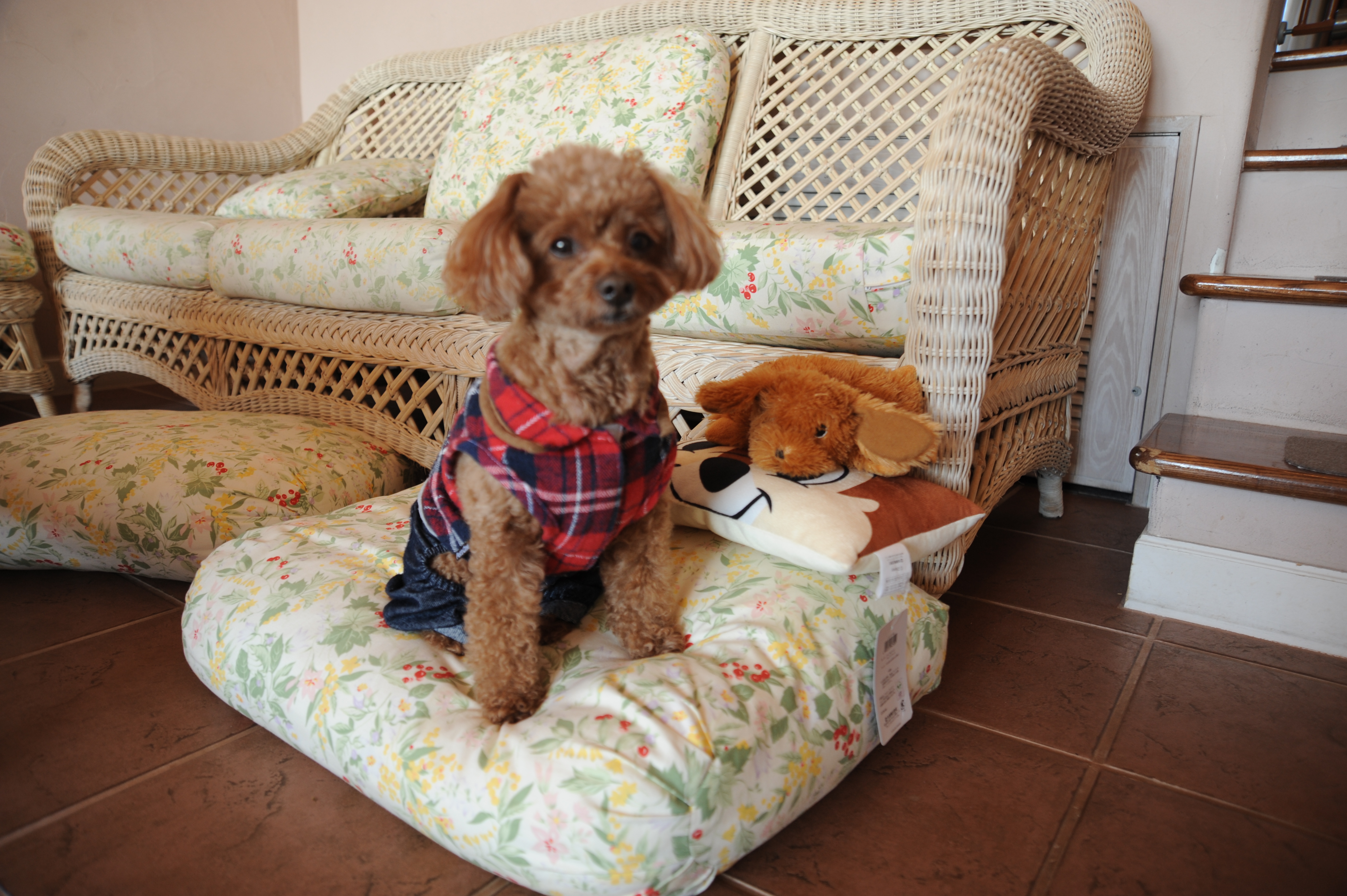 小豆ちゃん　♀