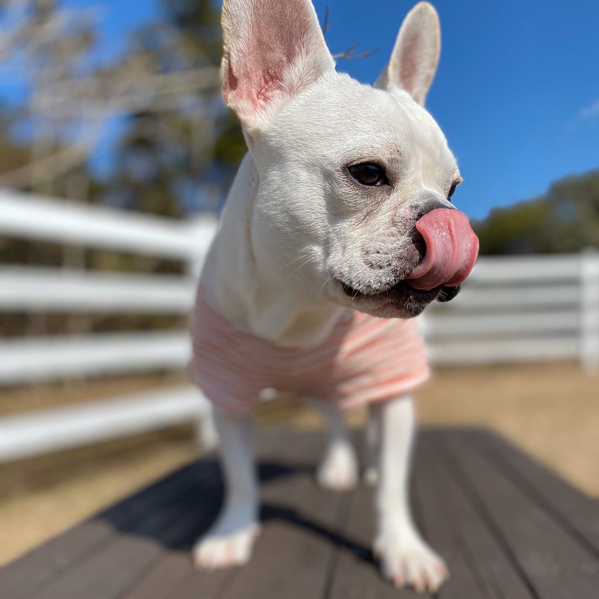 とろろくん　♂