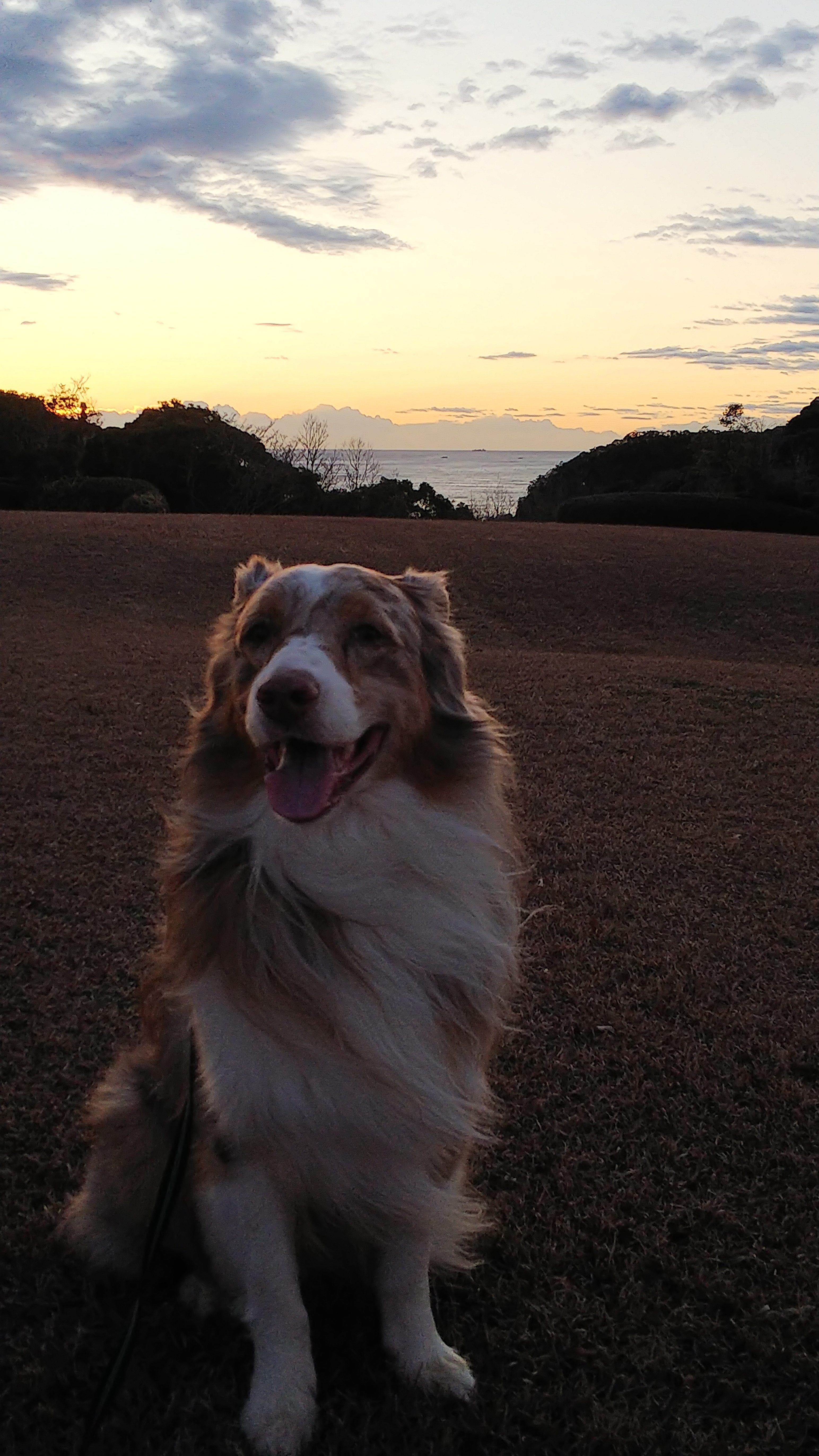 ジークくん　♂