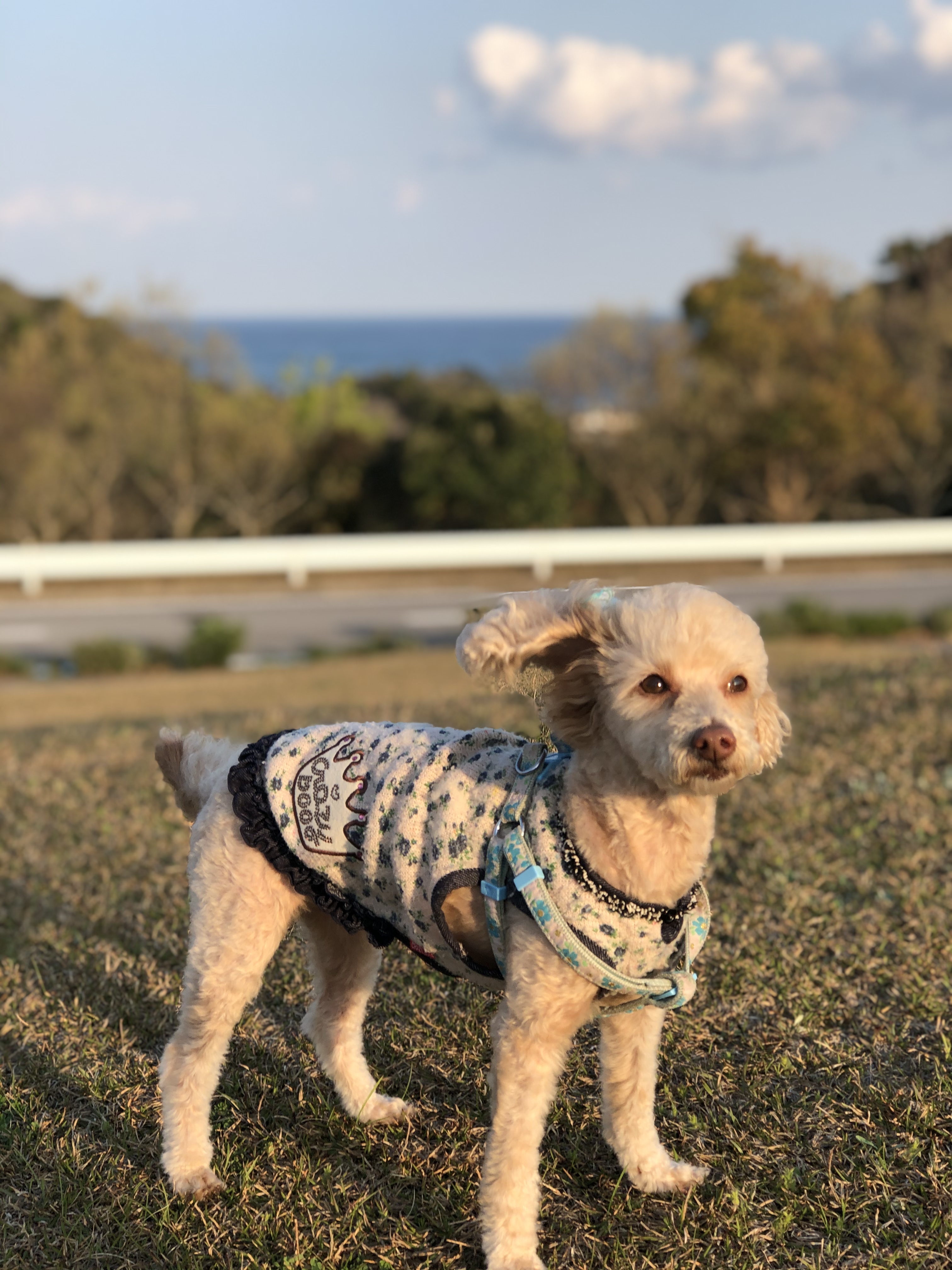 マロンちゃん ♀ マロンちゃん ♀
