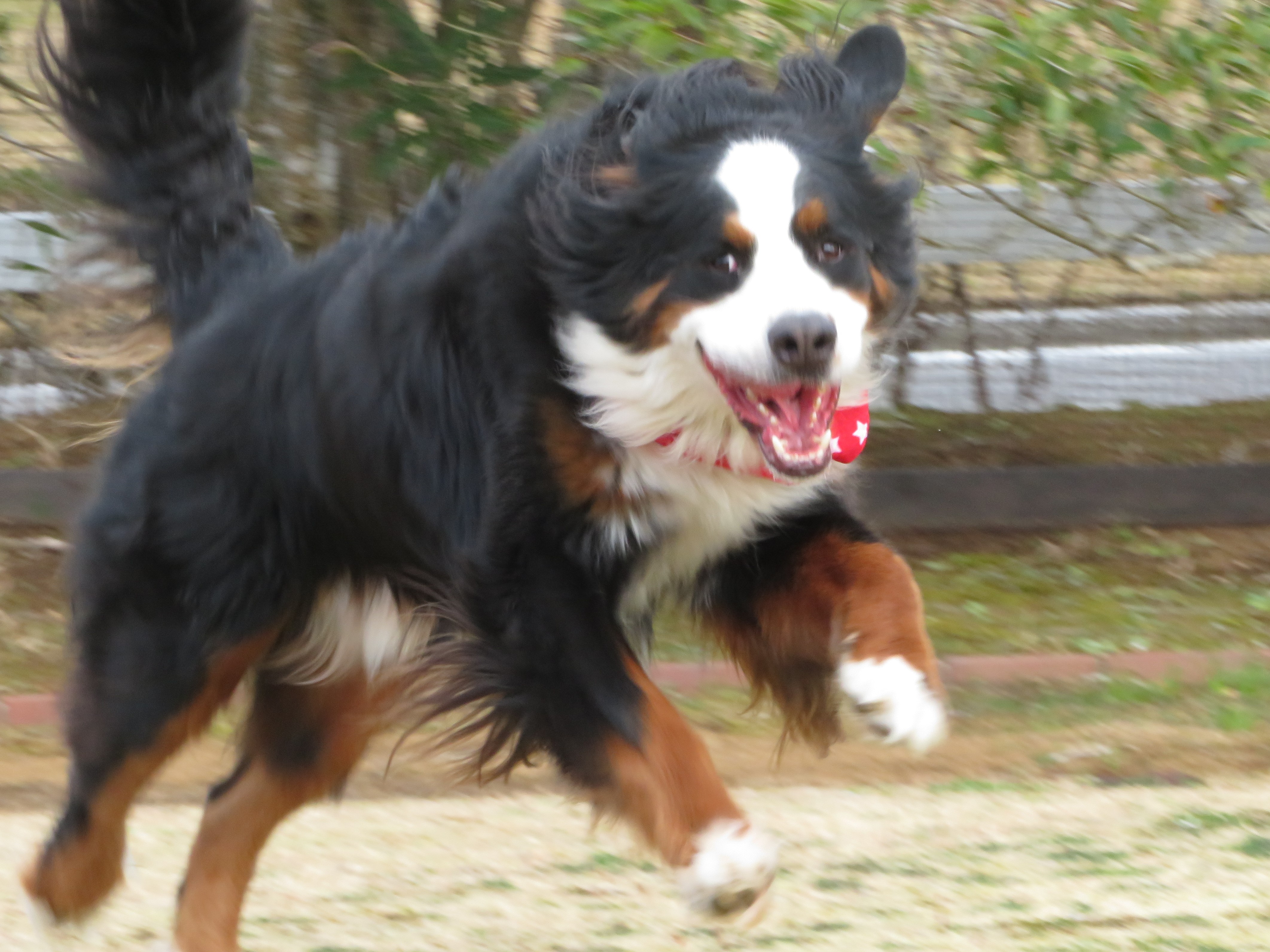 ミックくん　♂