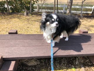 平野りきまるくん　♂