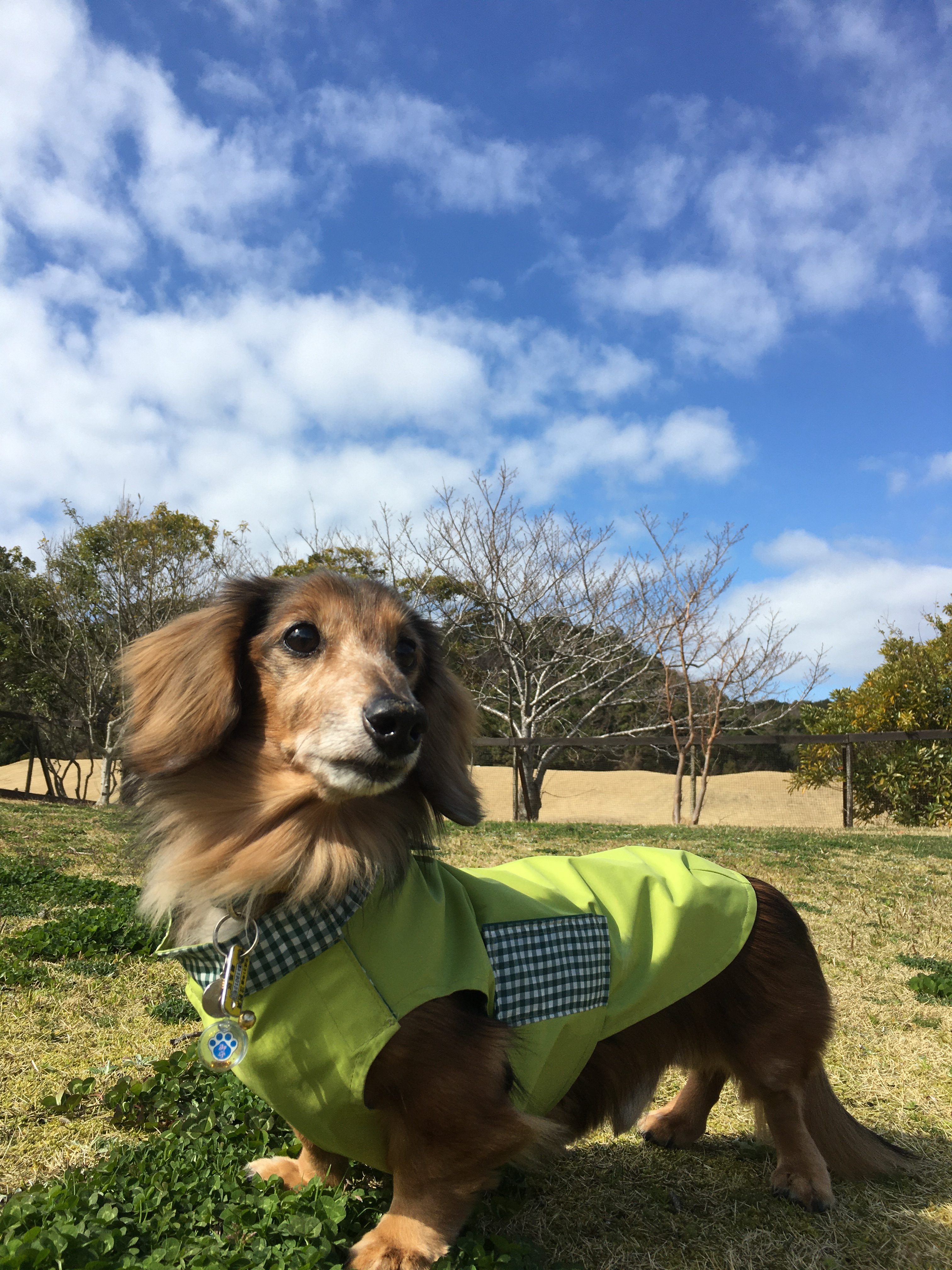 デンデくん　♂