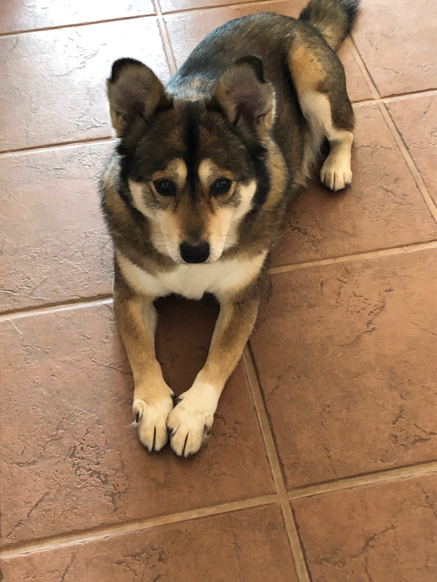 ふぅちゃん　♀