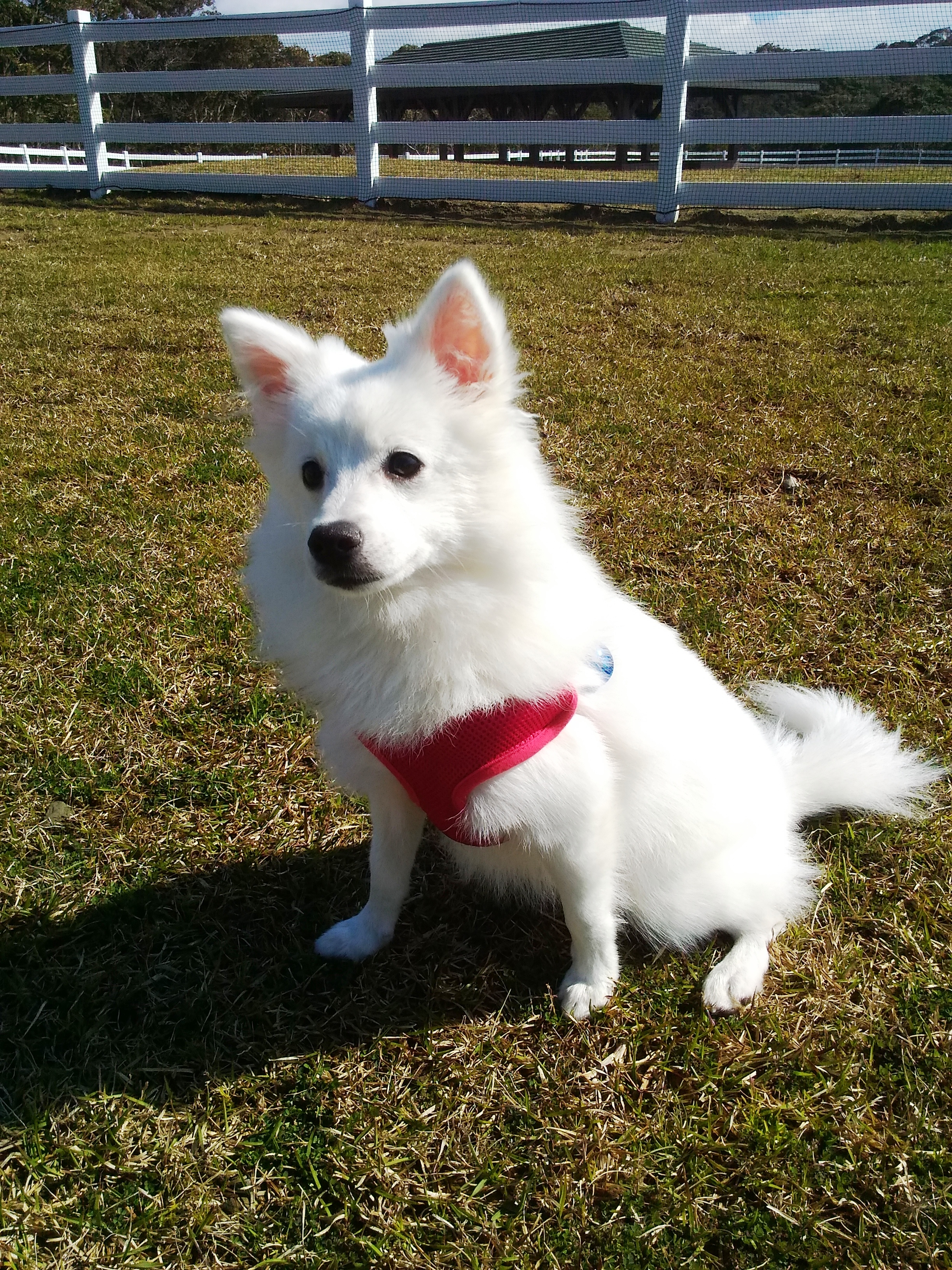 ユキちゃん　♀