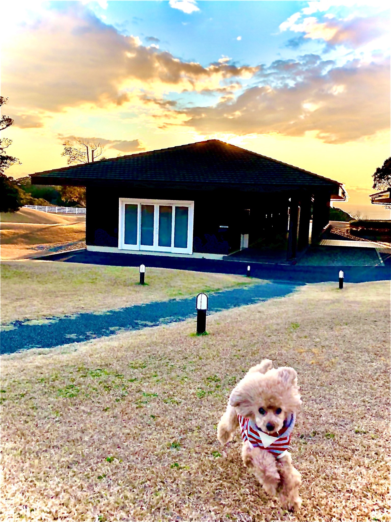 星野アビーちゃん　♀　