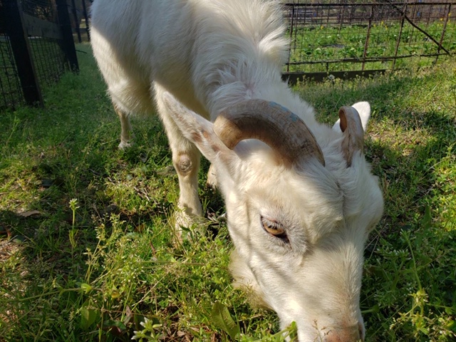 ～　ヤギ小屋より　～