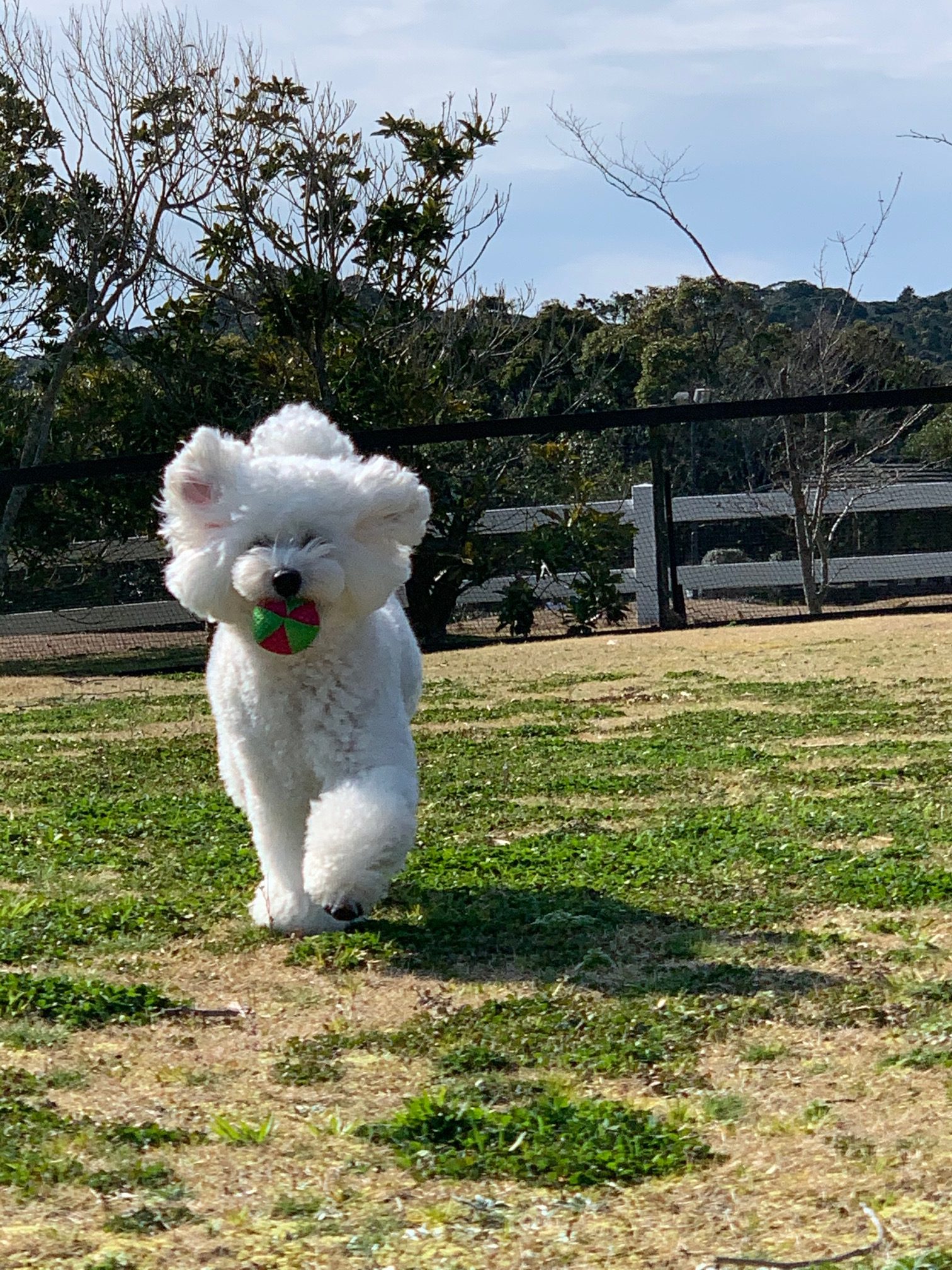 もっちちゃん　♀