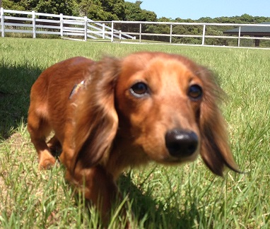 バレンくん ♂ バレンくん ♂