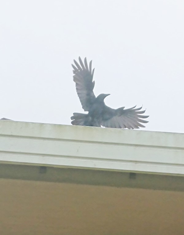 ～　屋根上のカラス　～