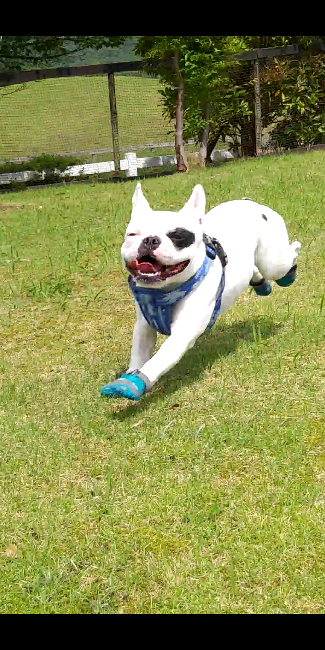 ダイアンちゃん ♀ ダイアンちゃん ♀