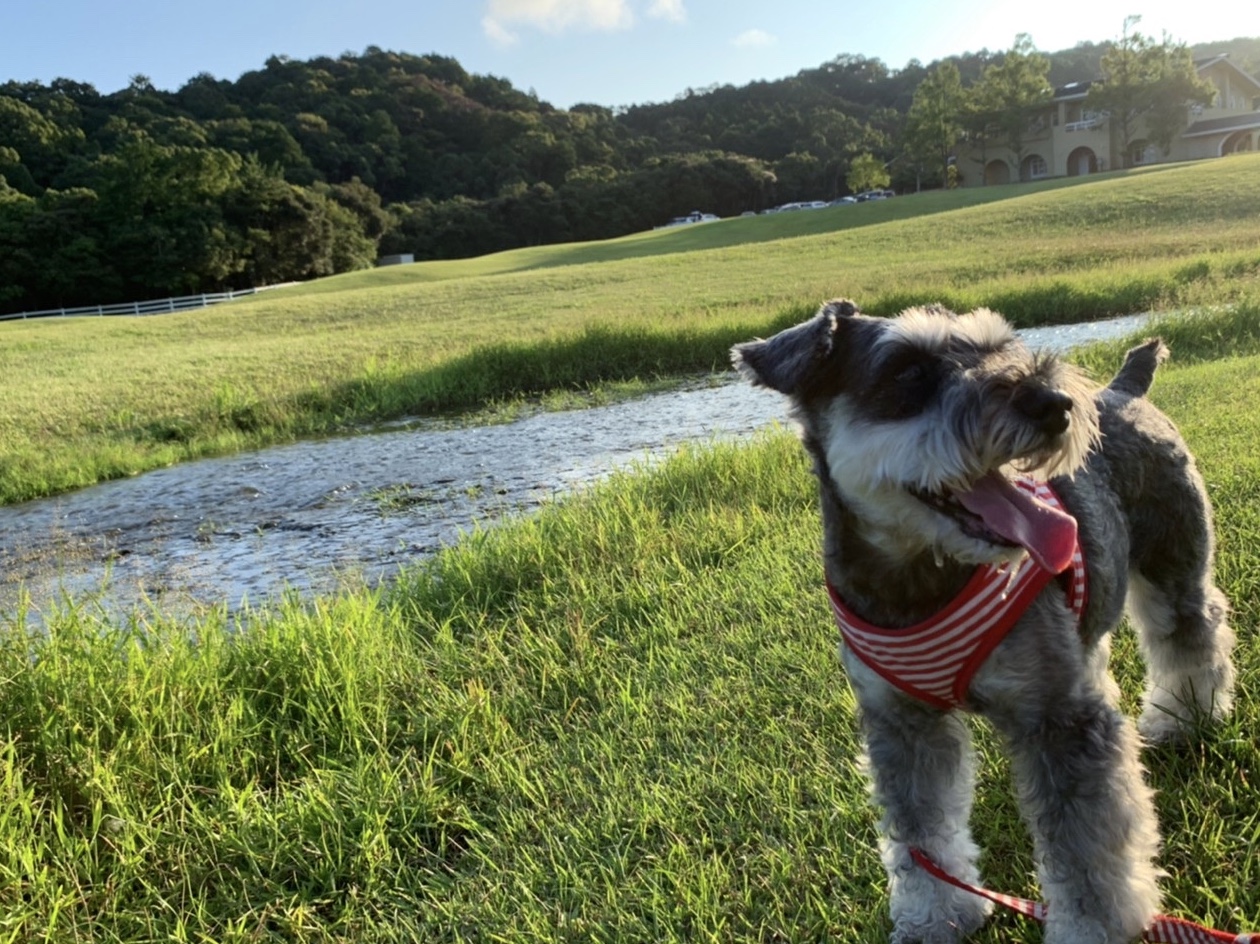 リリーちゃん♀ リリーちゃん♀