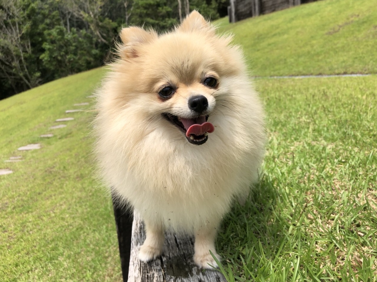 モカちゃん♀ モカちゃん♀