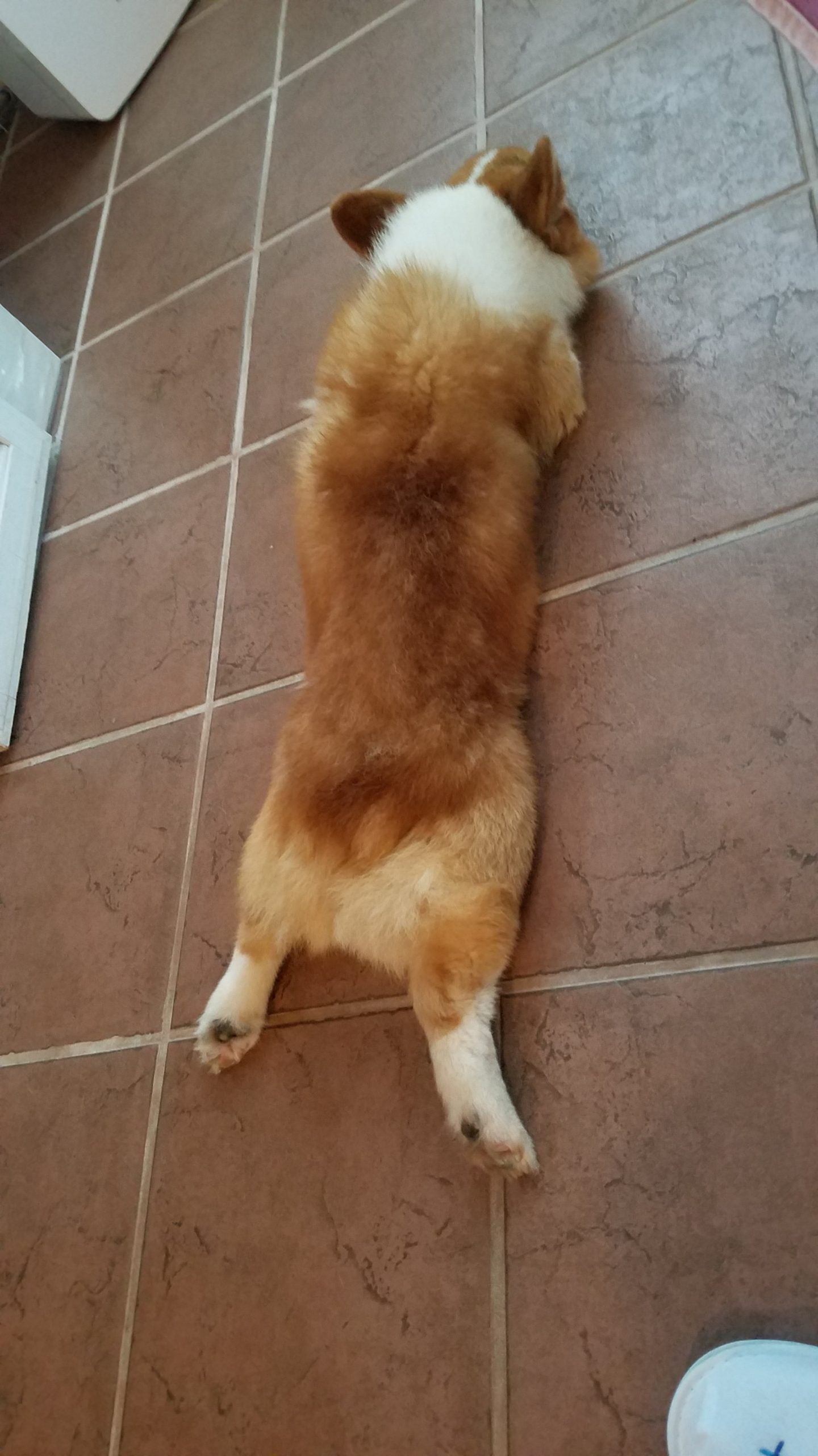 浅見ジャックくん♂ 浅見ジャックくん♂