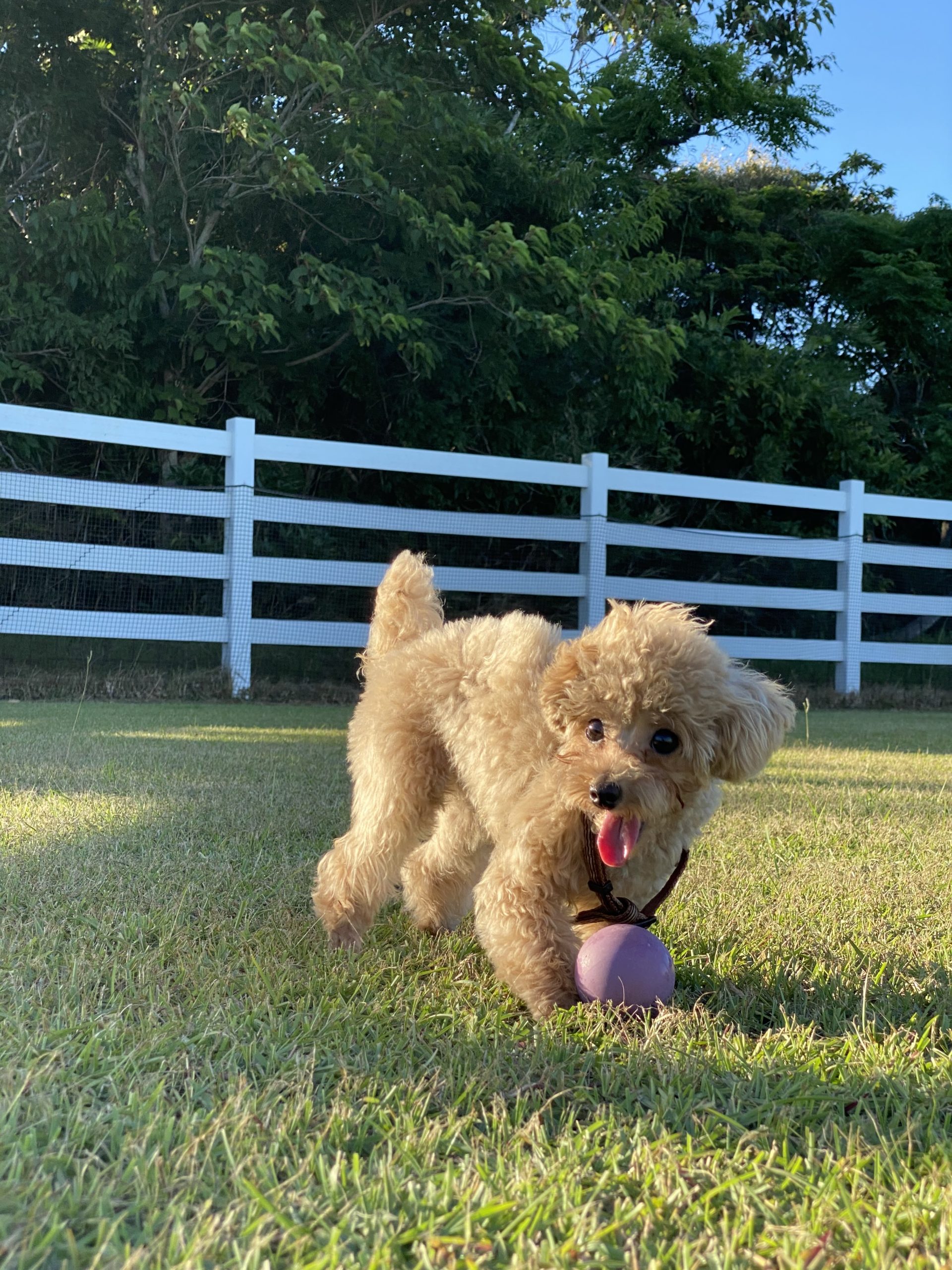 レイちゃん♀ レイちゃん♀