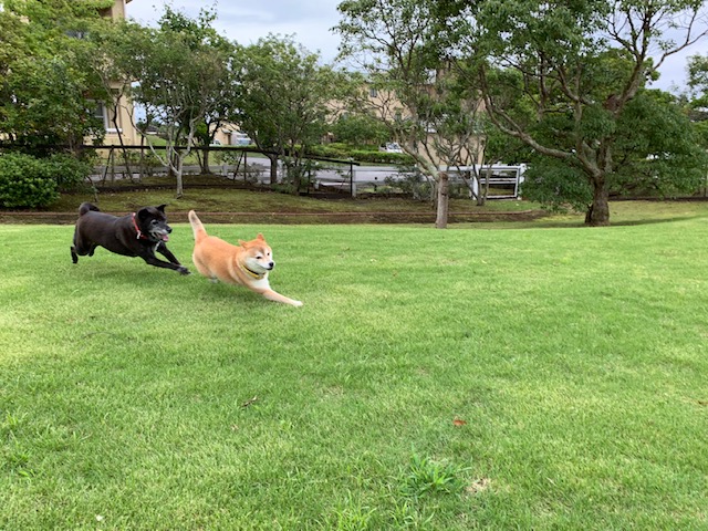 今心ちゃん♀ & 来心ちゃん♀ 今心ちゃん♀ & 来心ちゃん♀