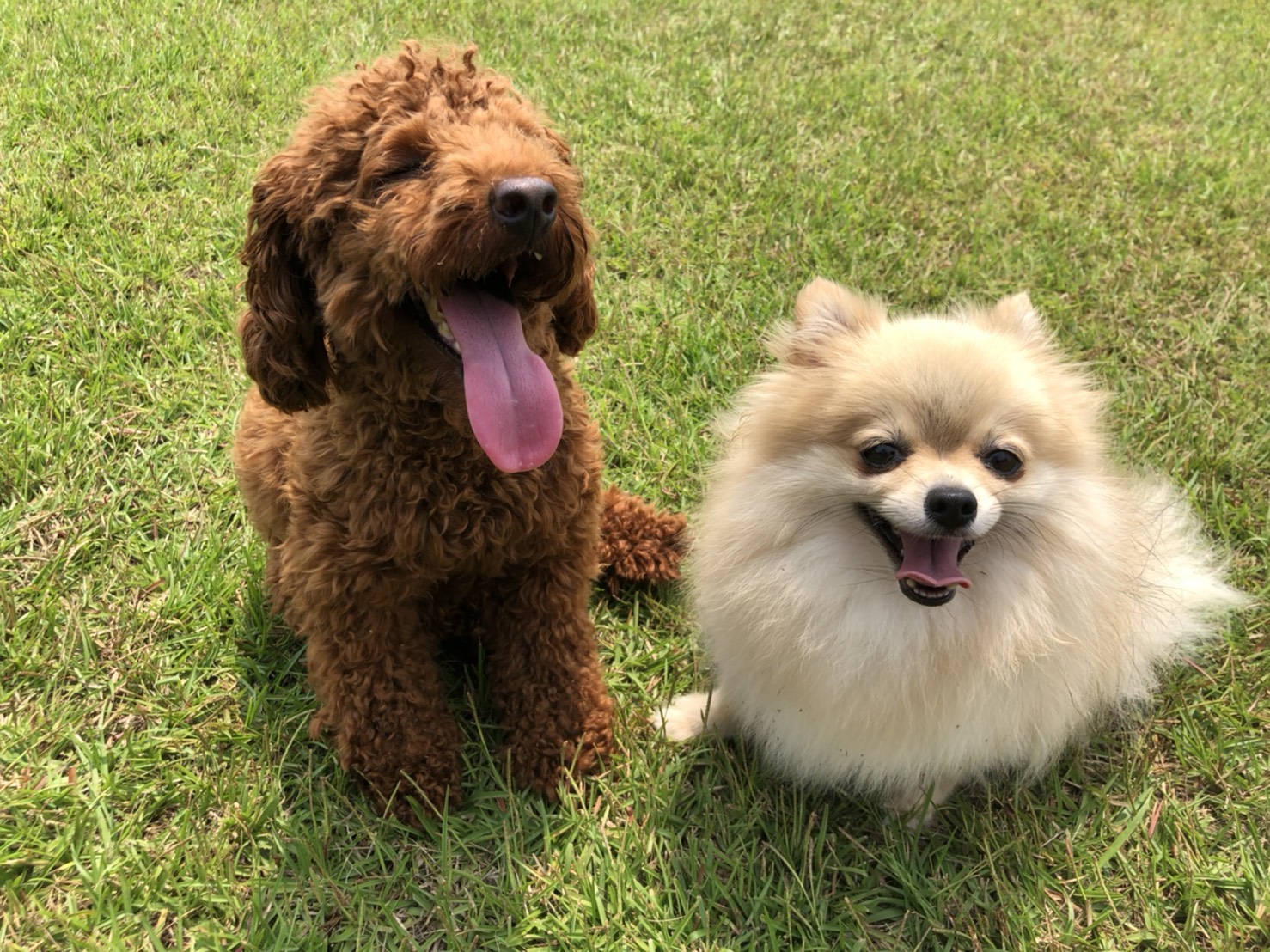 レノちゃん♀ レノちゃん♀