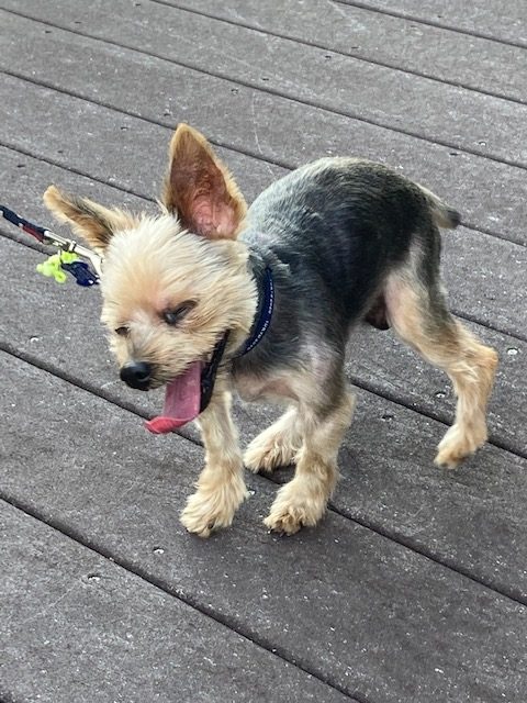 ロニーくん♂ ロニーくん♂