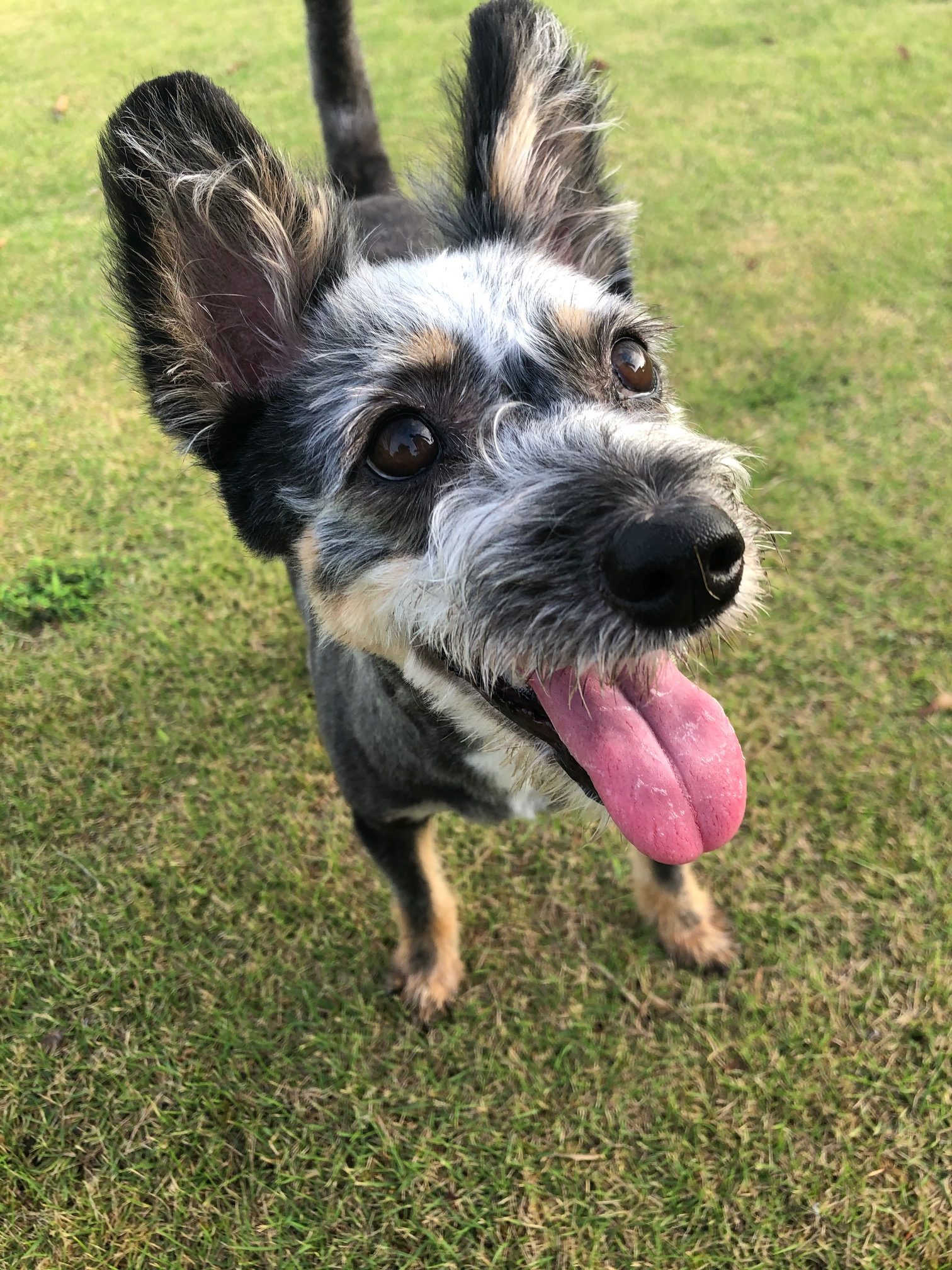 ココアちゃん　♀