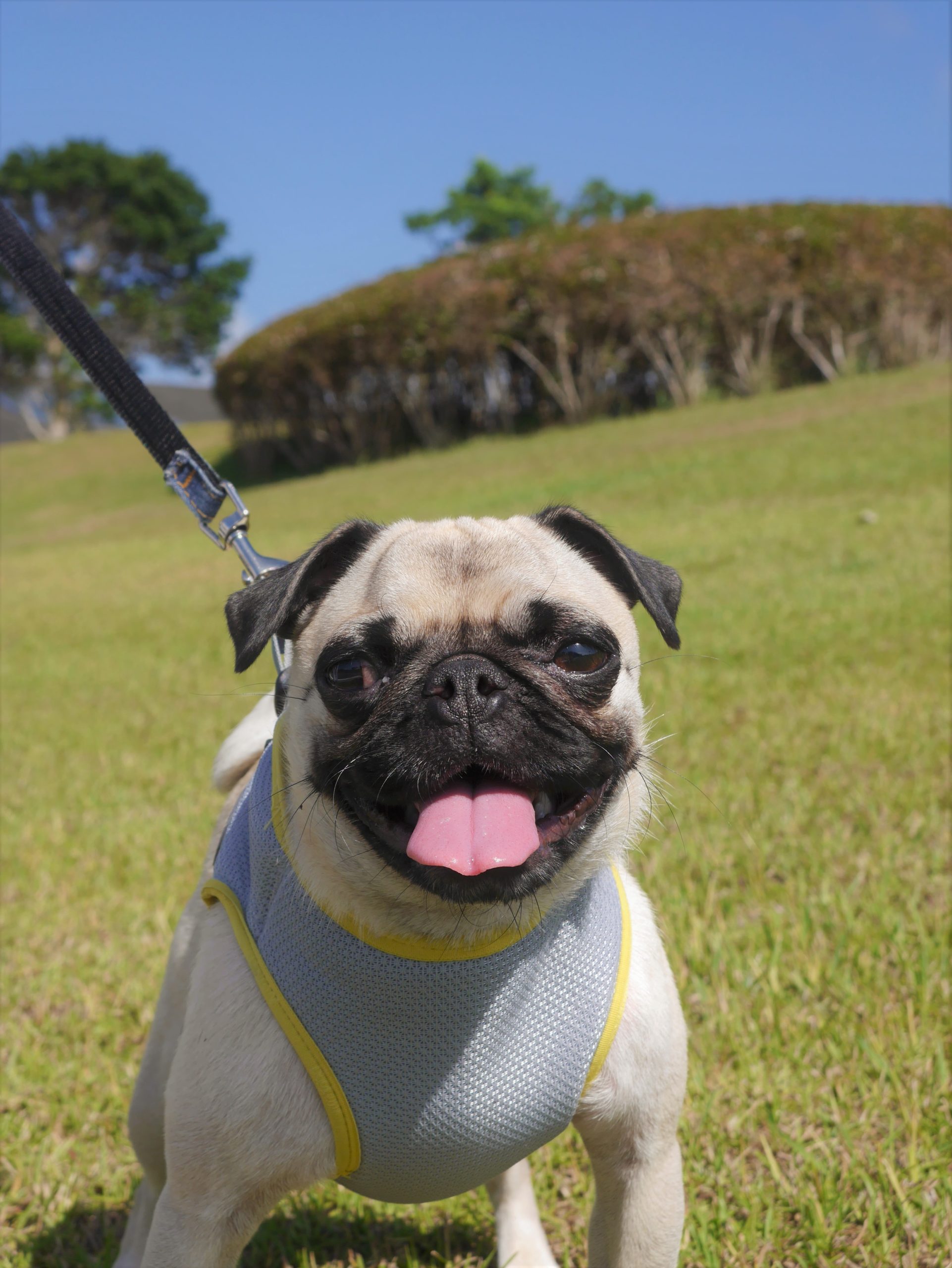 ぷぅこちゃん　♀