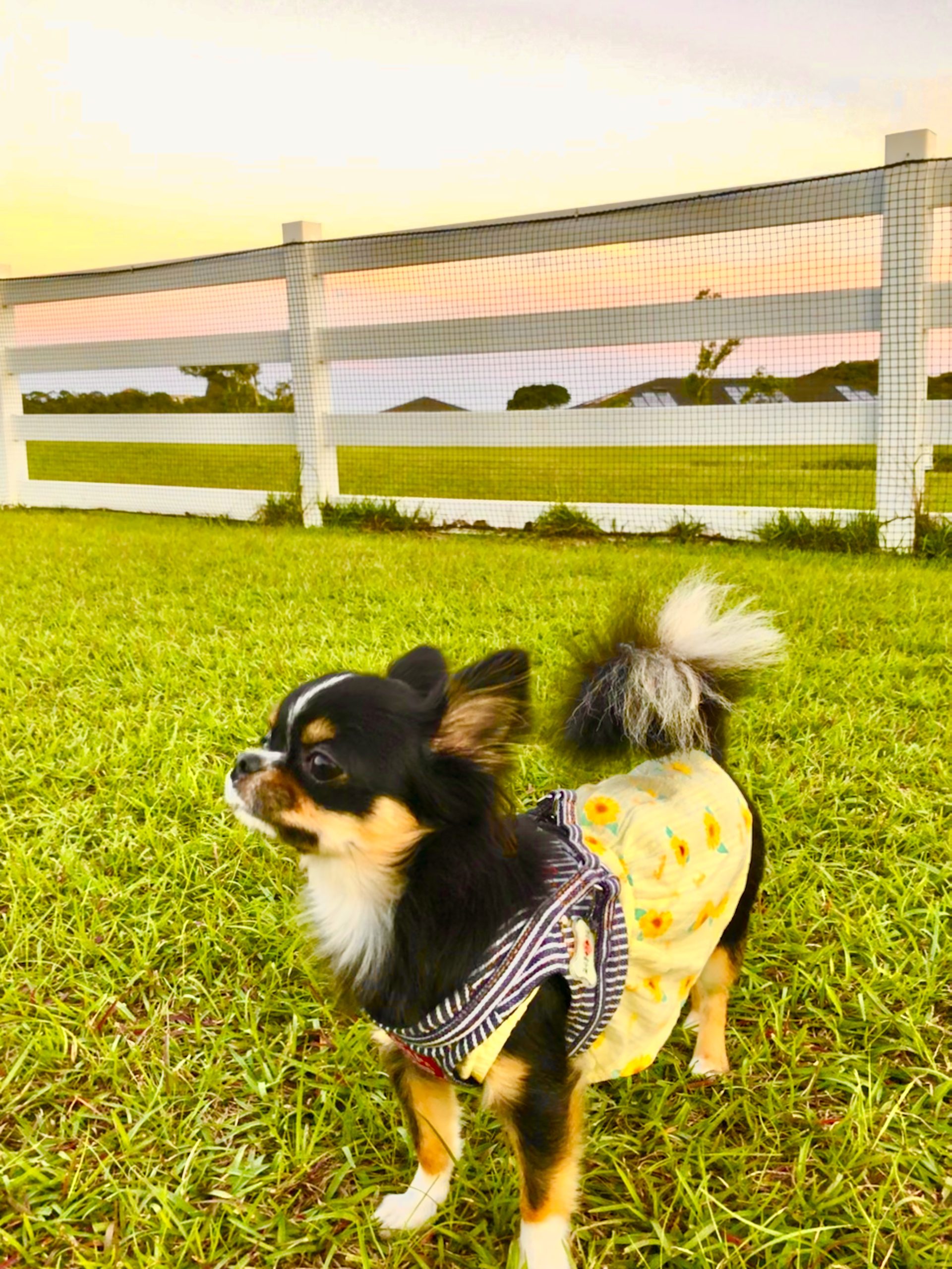 モカちゃん　♀