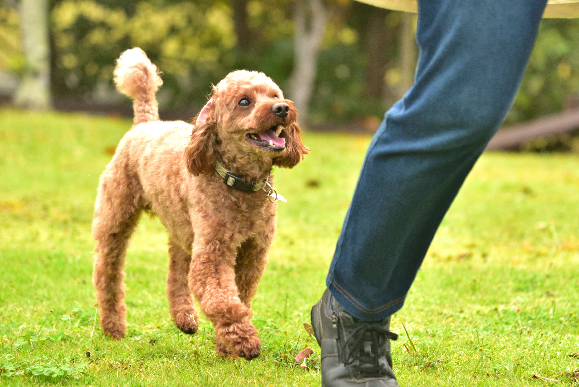 チャロくん ♂ チャロくん ♂