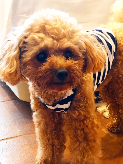 レオンくん ♂ レオンくん ♂