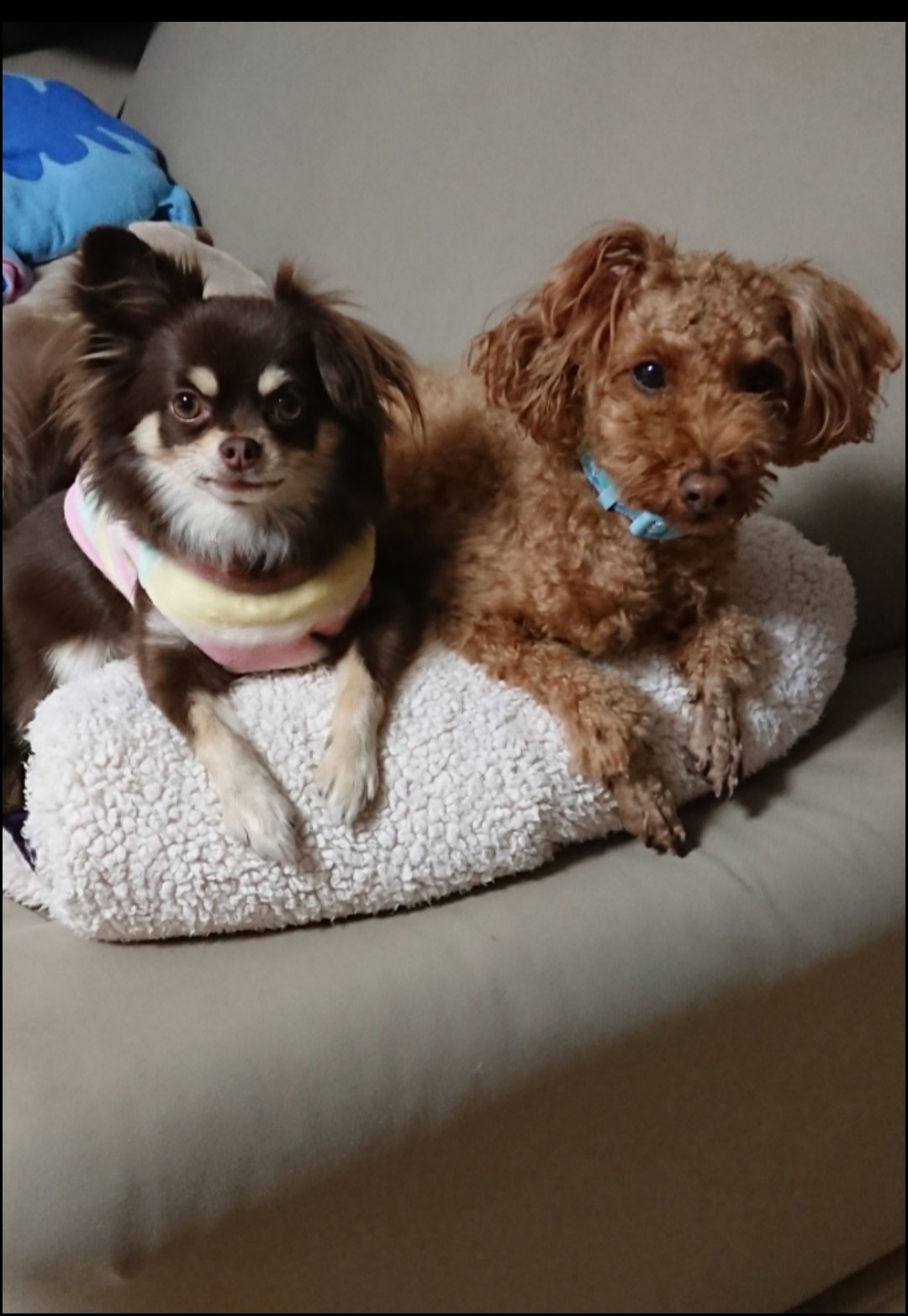 くひおくん♂ & もあなちゃん♀ くひおくん♂ & もあなちゃん♀