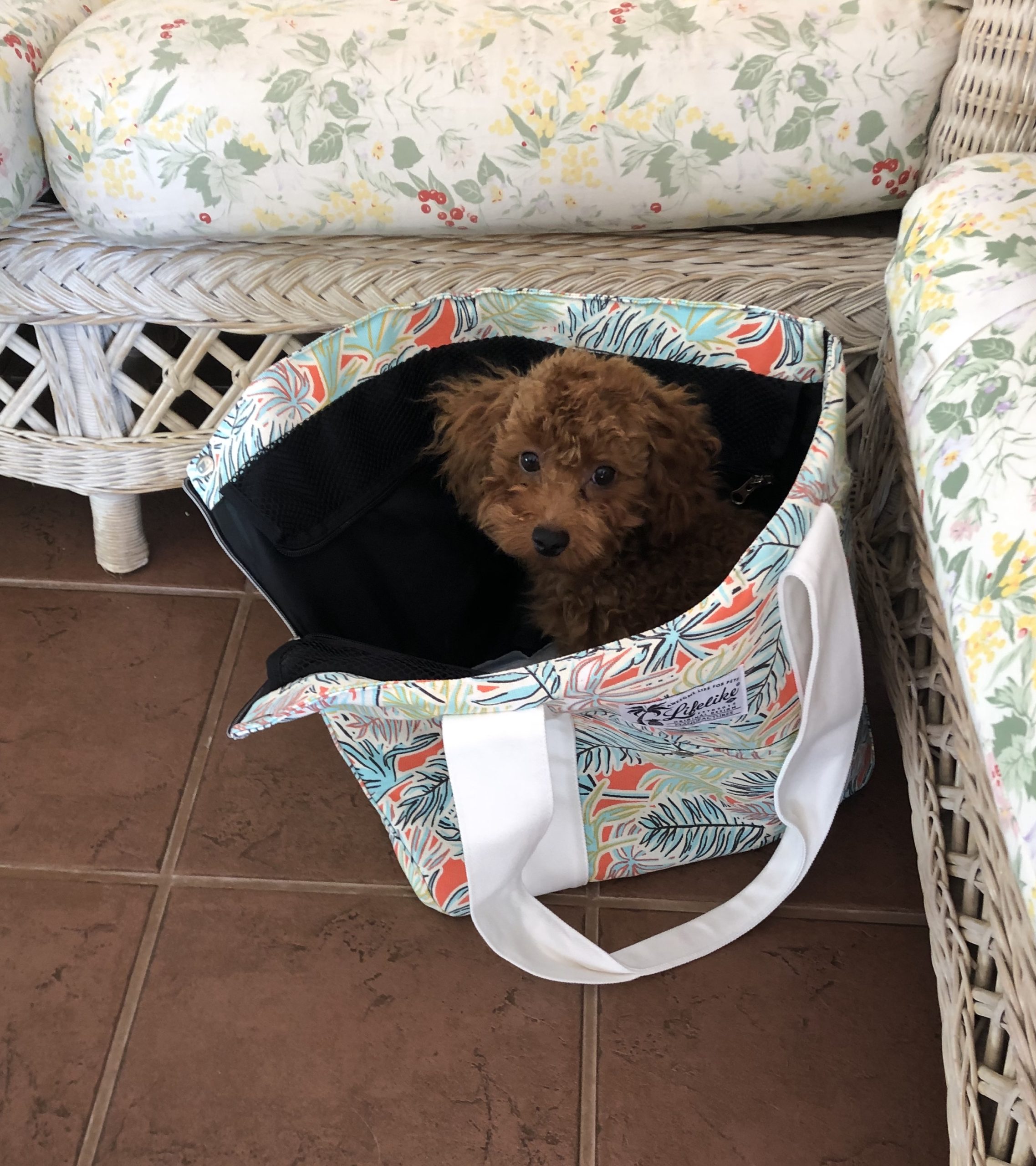 マハロくん♂ マハロくん♂