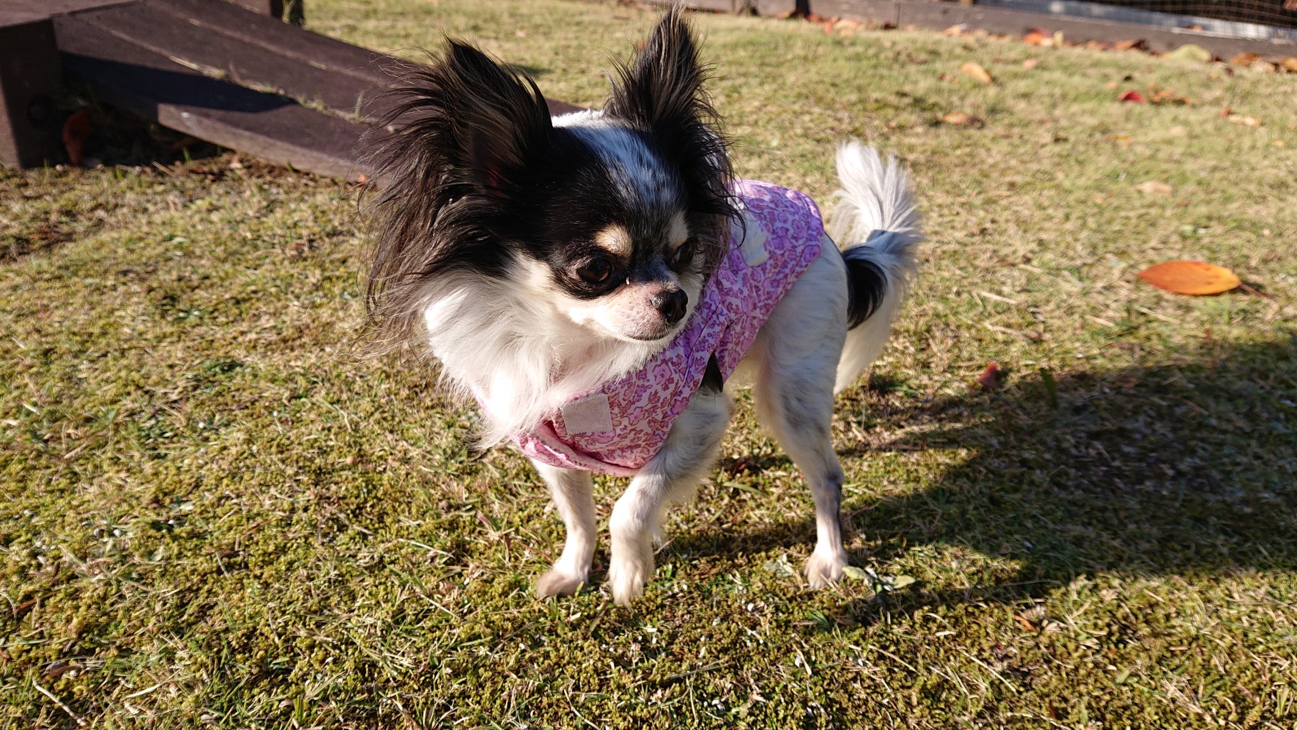 さくらちゃん♀ さくらちゃん♀