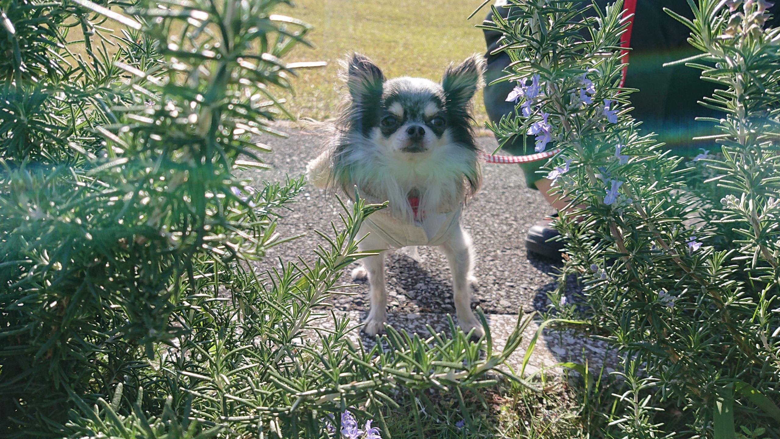 ももちゃん♀ ももちゃん♀