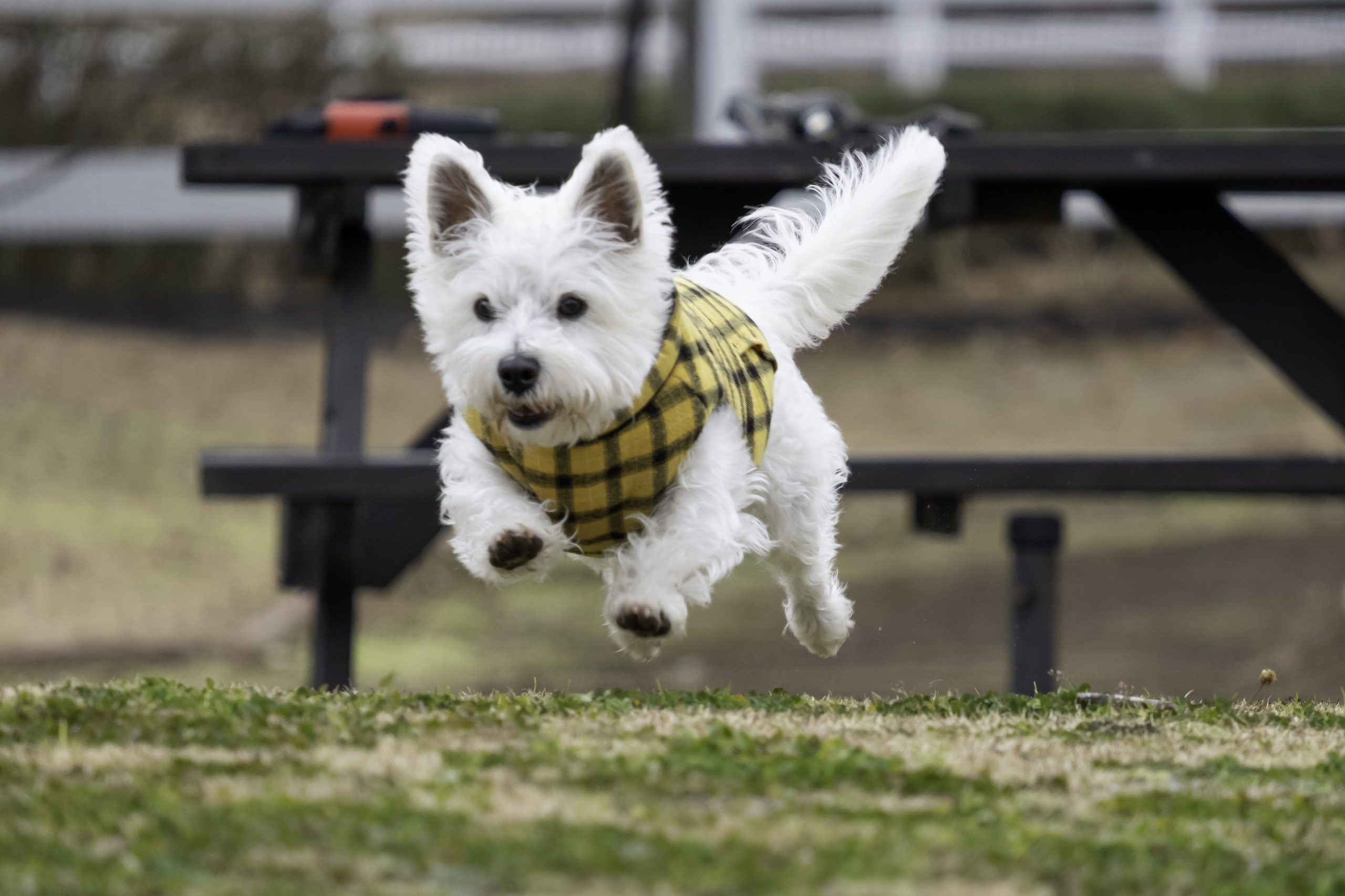 ★☆★ ゴン太くん ♂ ★☆★ ★☆★ ゴン太くん ♂ ★☆★